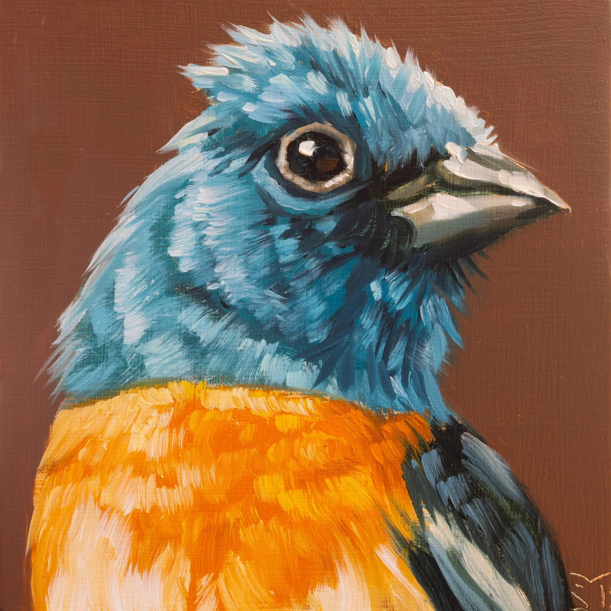 Lazuli Bunting Portrait 9.jpg