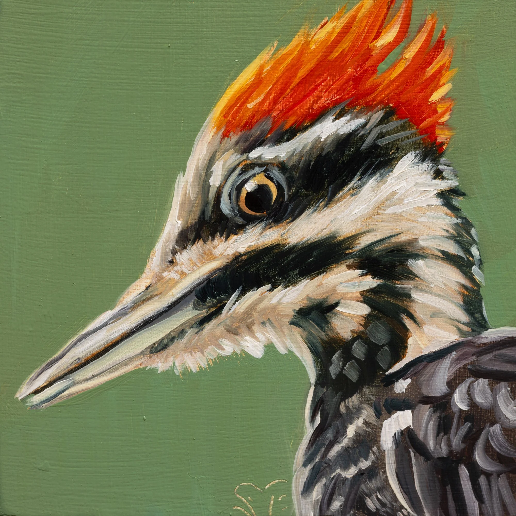 Pileated Woodpecker Portrait 8.jpg
