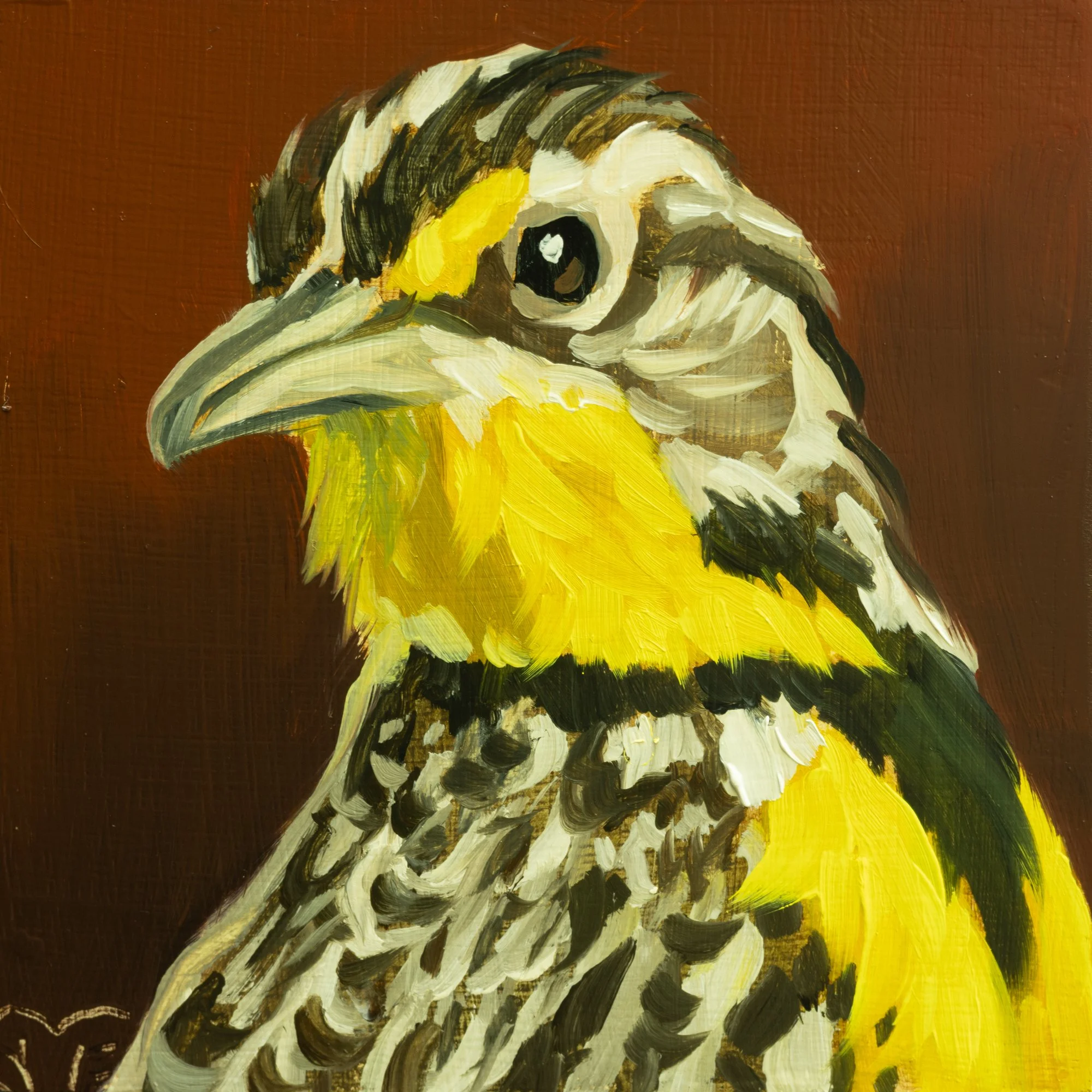 Western Meadowlark Portrait 13.jpg
