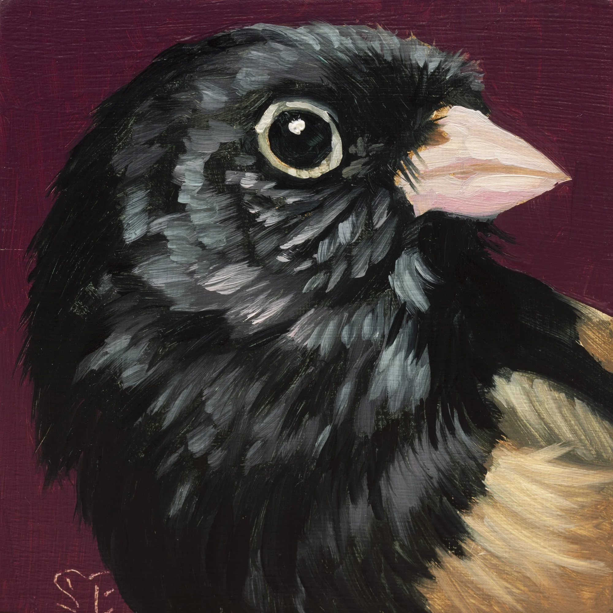 Dark-eyed Junco Portrait 9.jpg