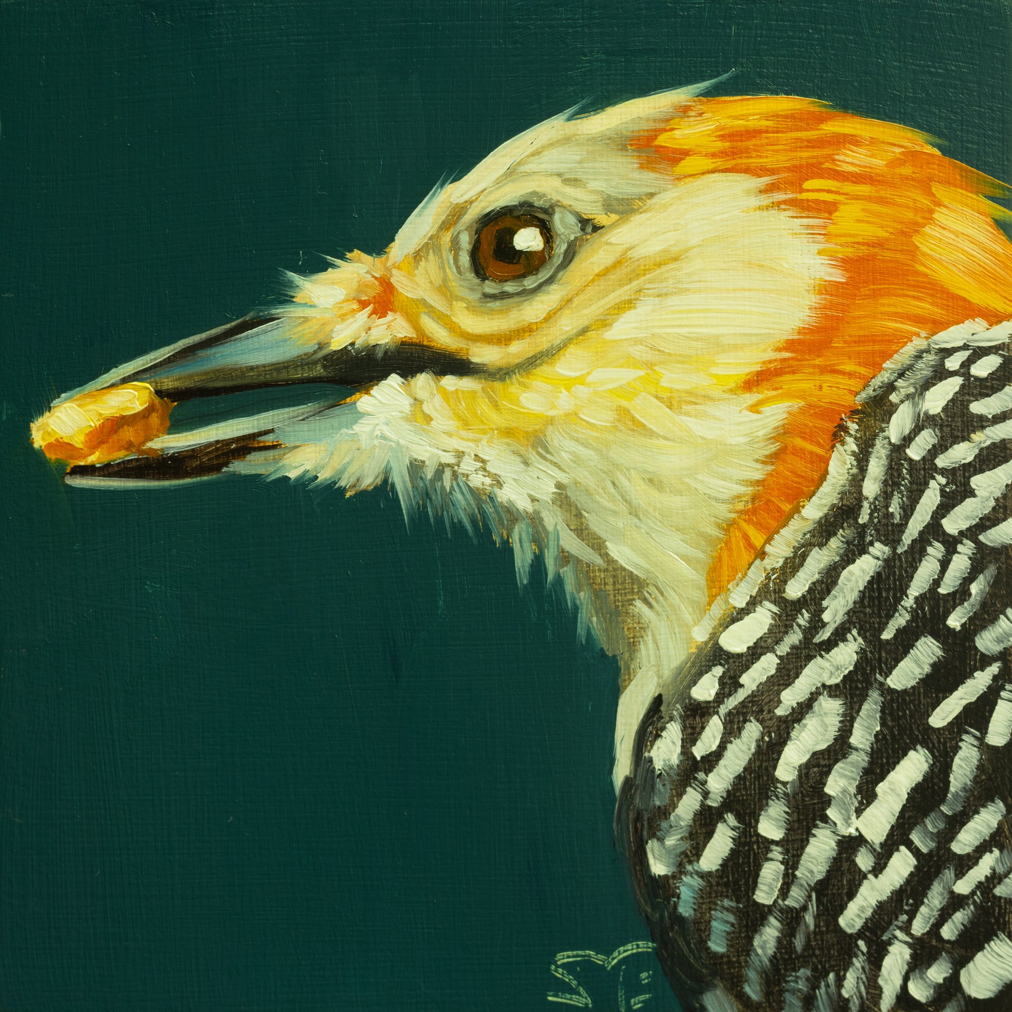 Red-bellied Woodpecker Portrait 2.jpg