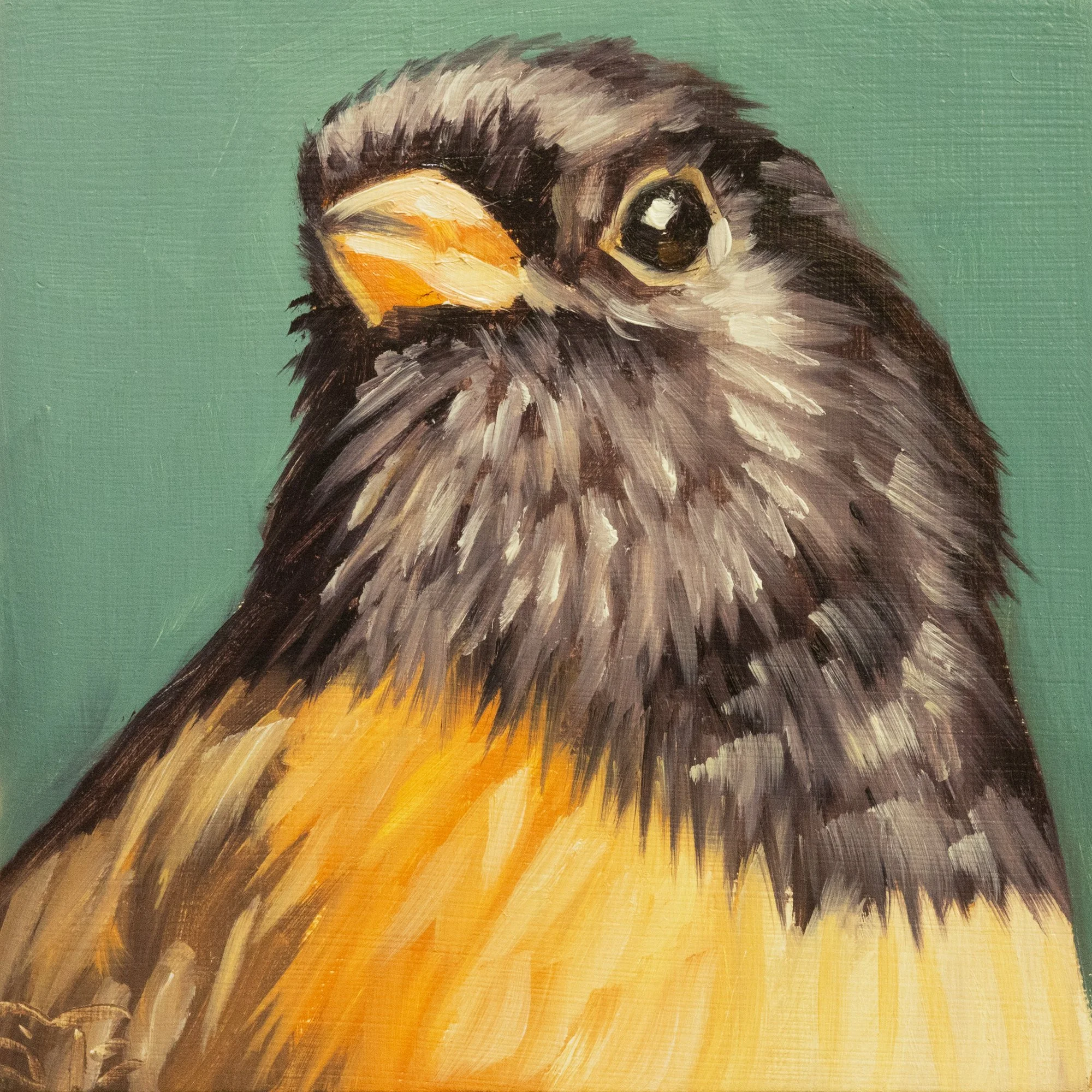 Dark-eyed Junco Portrait 6.jpg