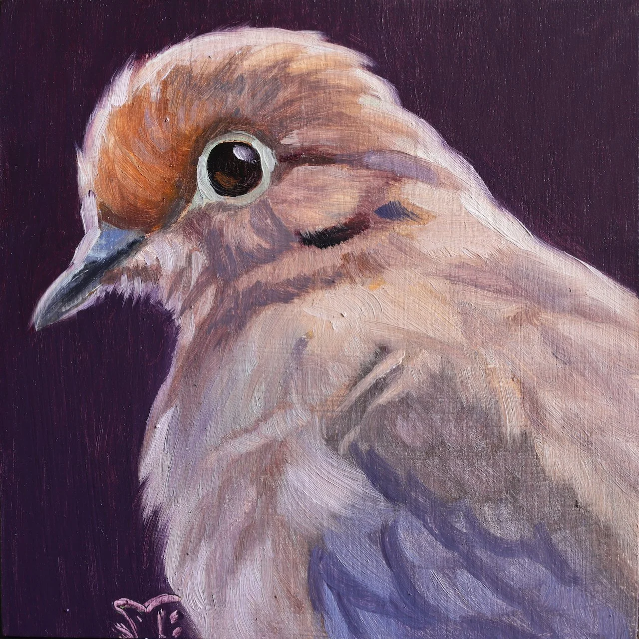 Mourning Dove 4x4.jpeg