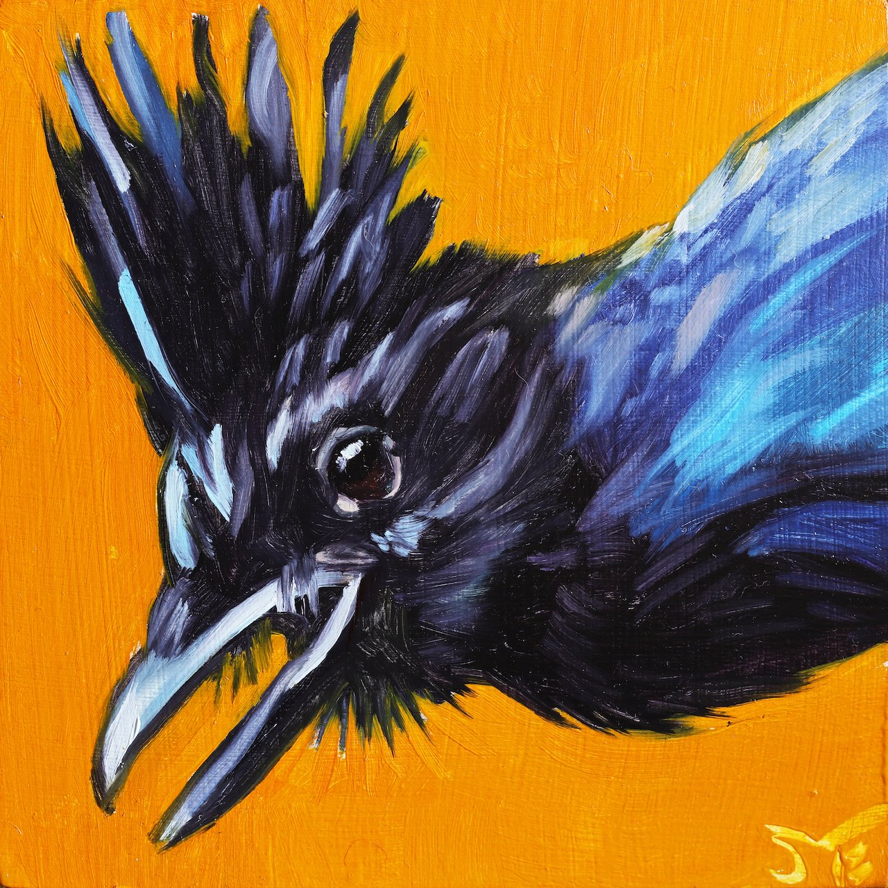 Steller's Jay 1 4x4.jpeg