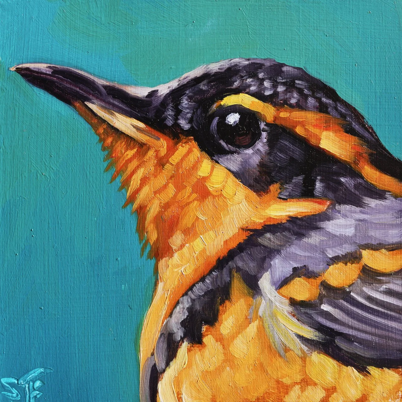 Varied Thrush 1 4x4.jpeg