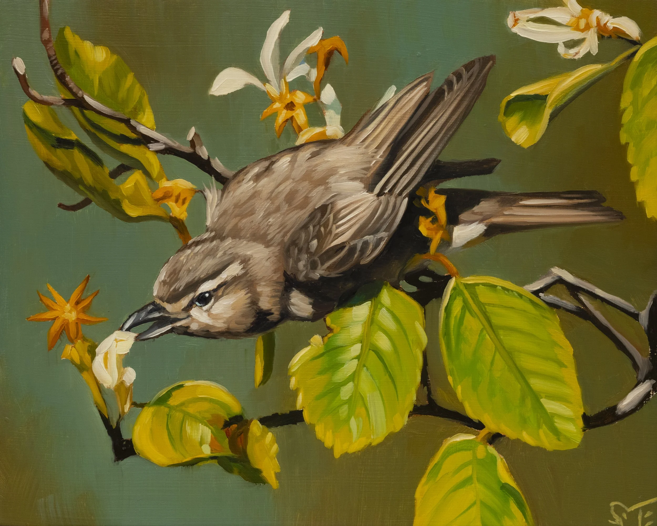Warbling Vireo 8 x 10.jpg