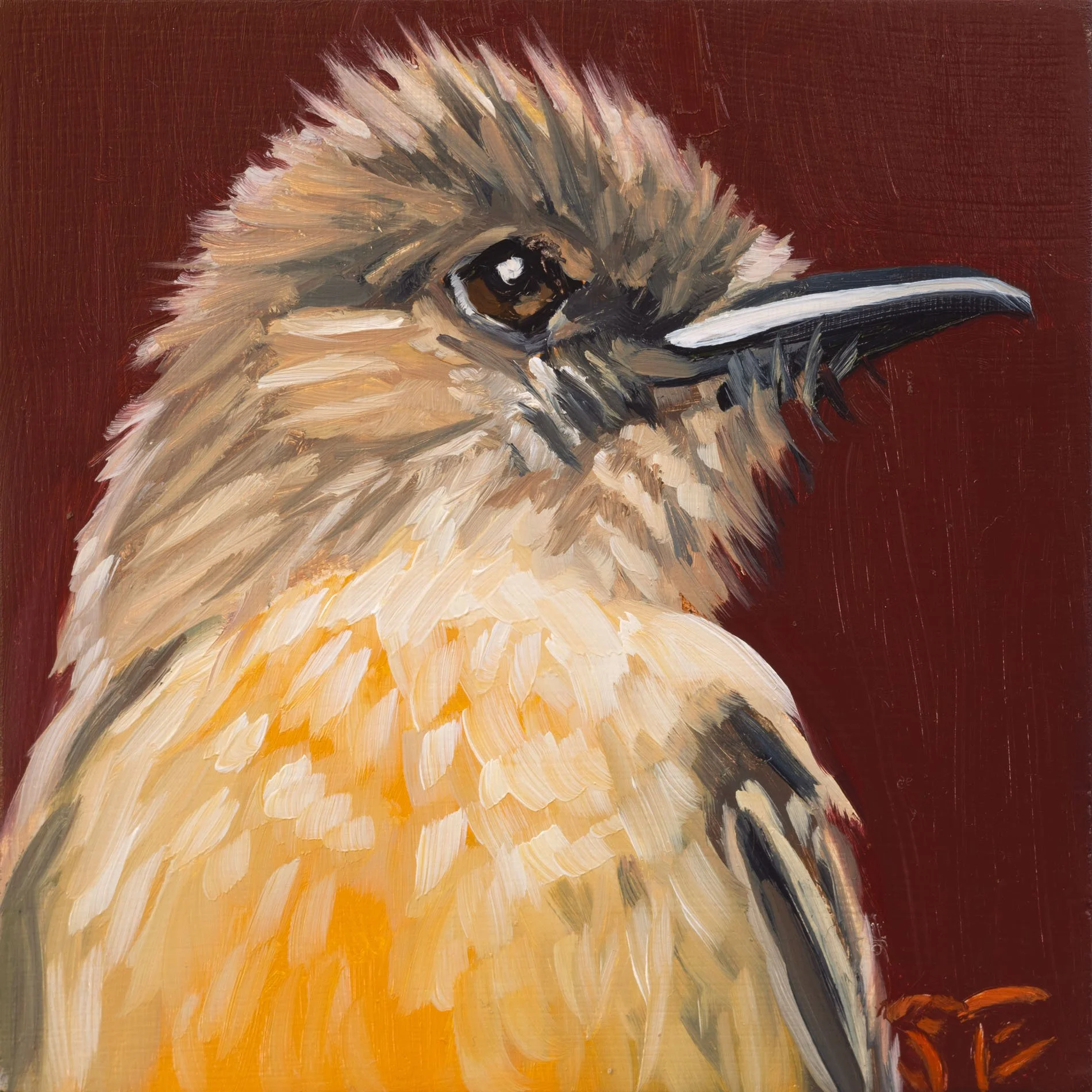 Say's Phoebe Portrait.jpg