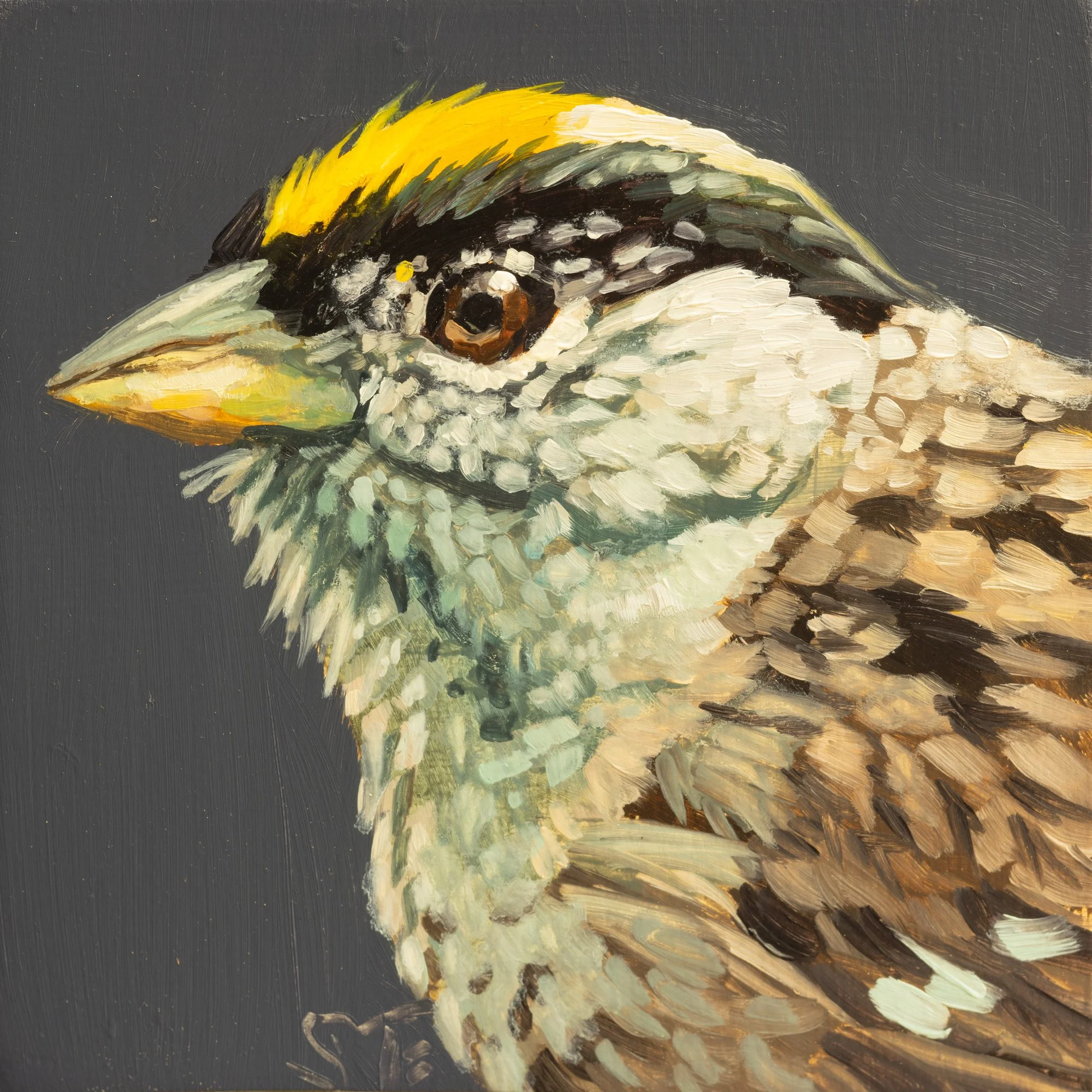 Golden-crowned Sparrow Portrait.jpg