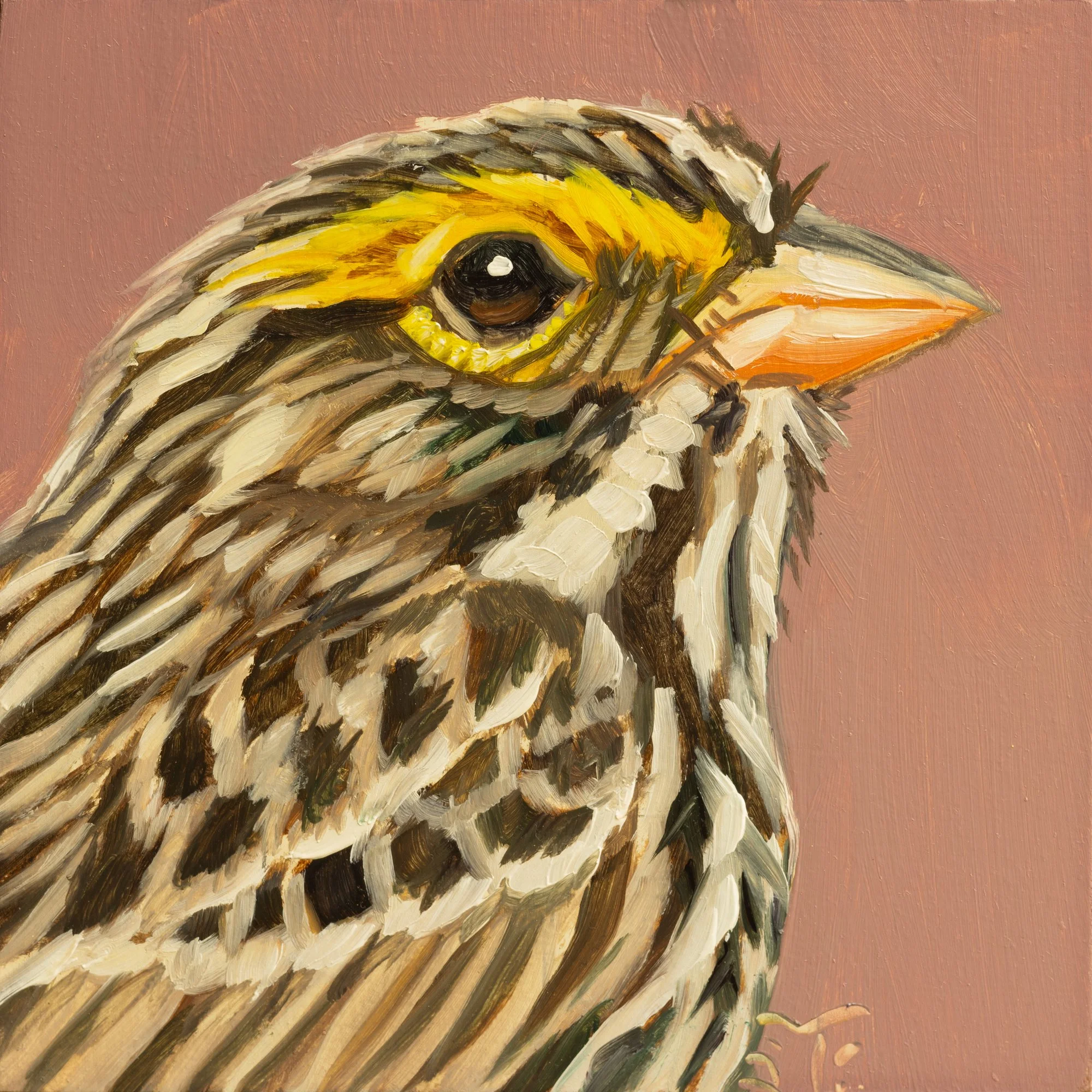 Savannah Sparrow Portrait 2.jpg