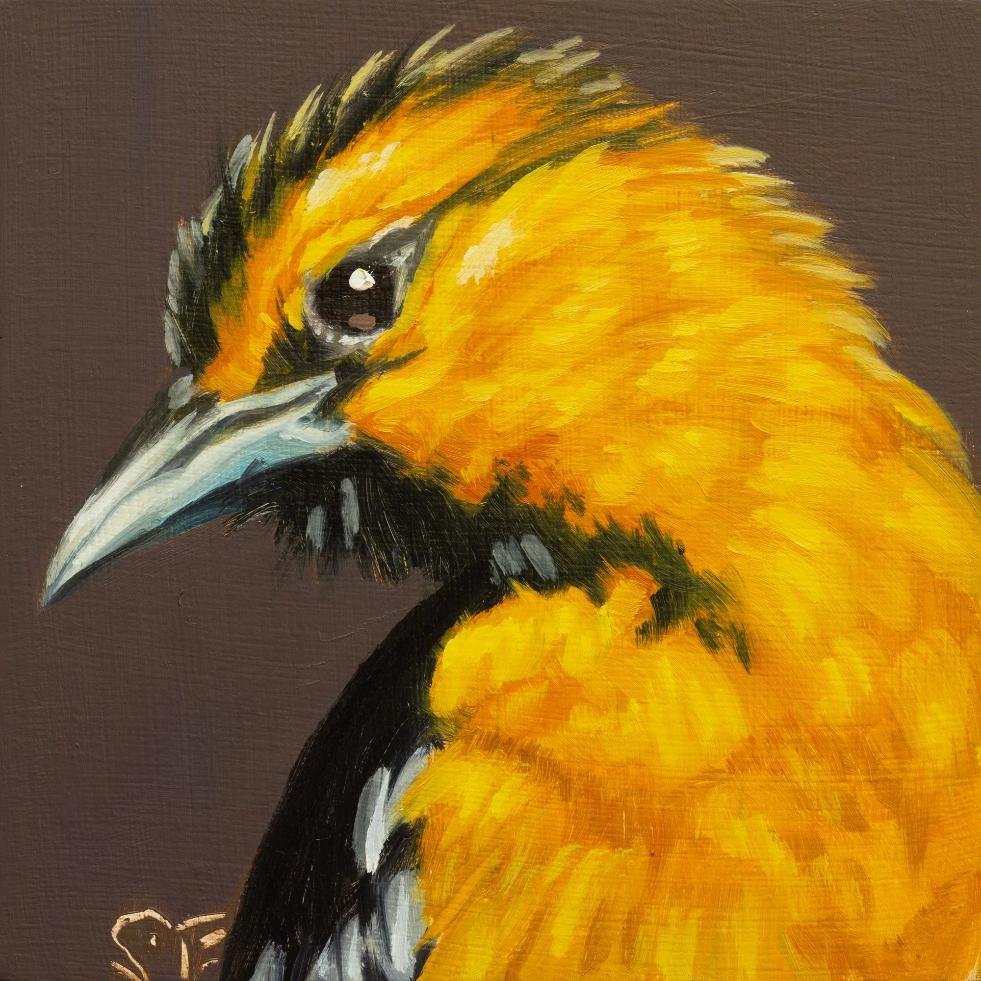 Bullock's Oriole Portrait 6.jpg
