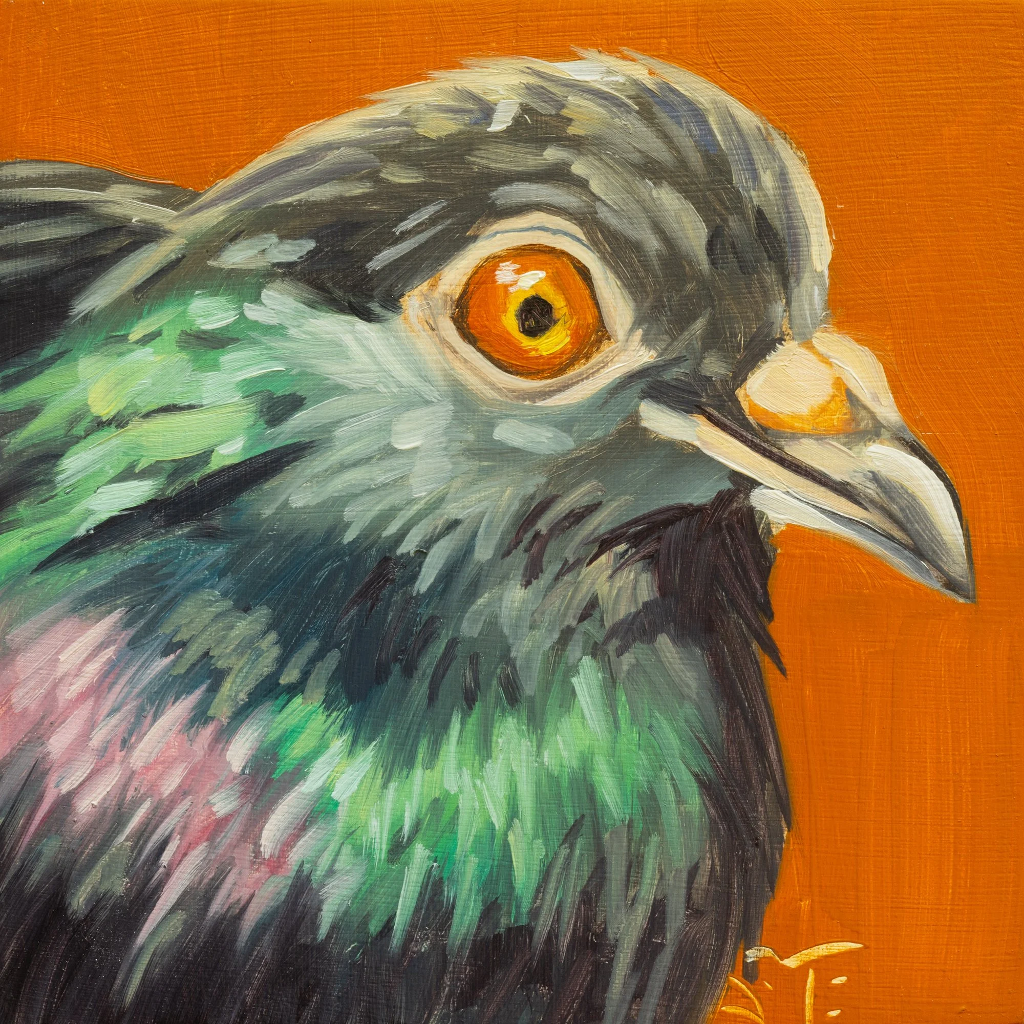 Rock Pigeon Portrait 3.jpg
