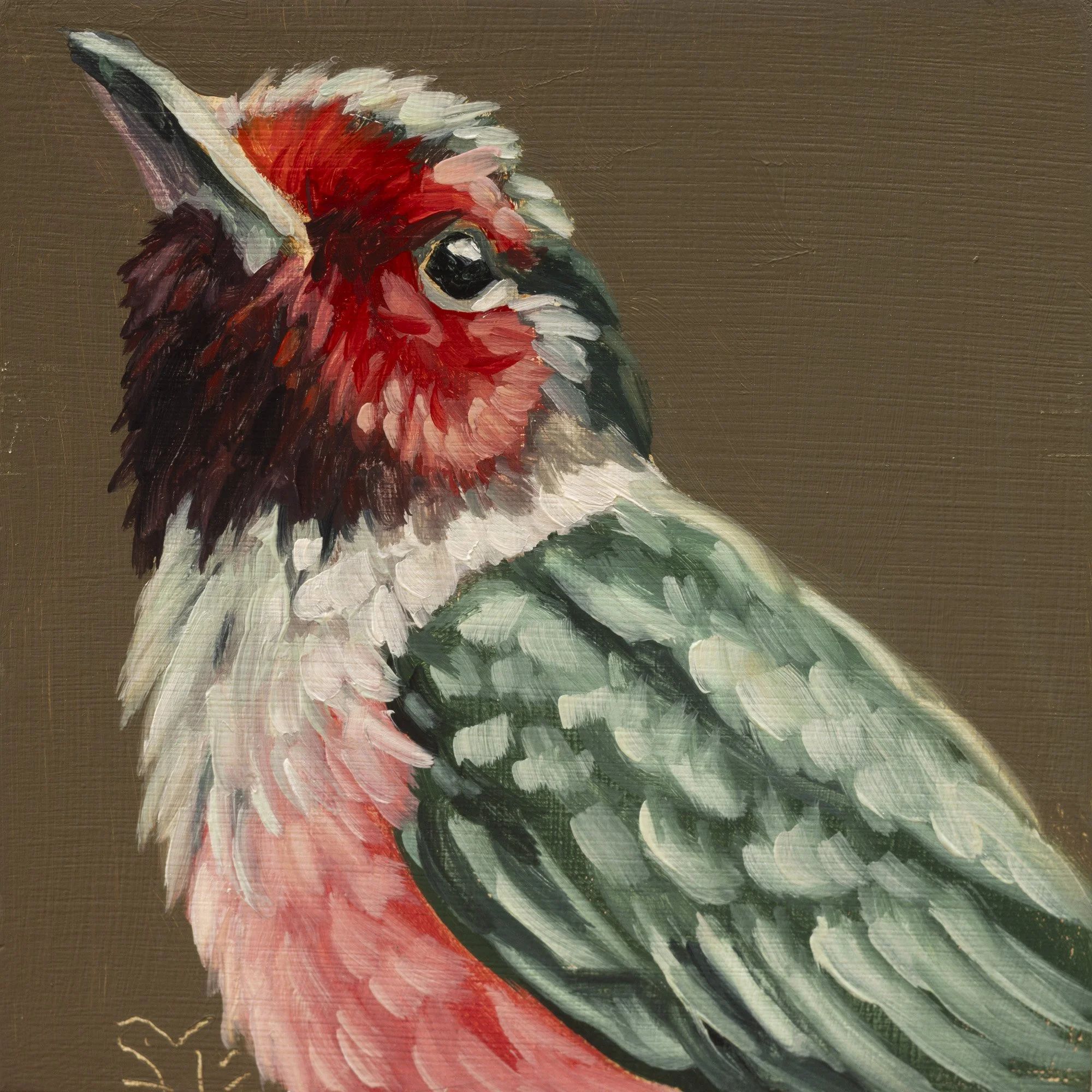 Lewis's Woodpecker Portrait 3.jpg