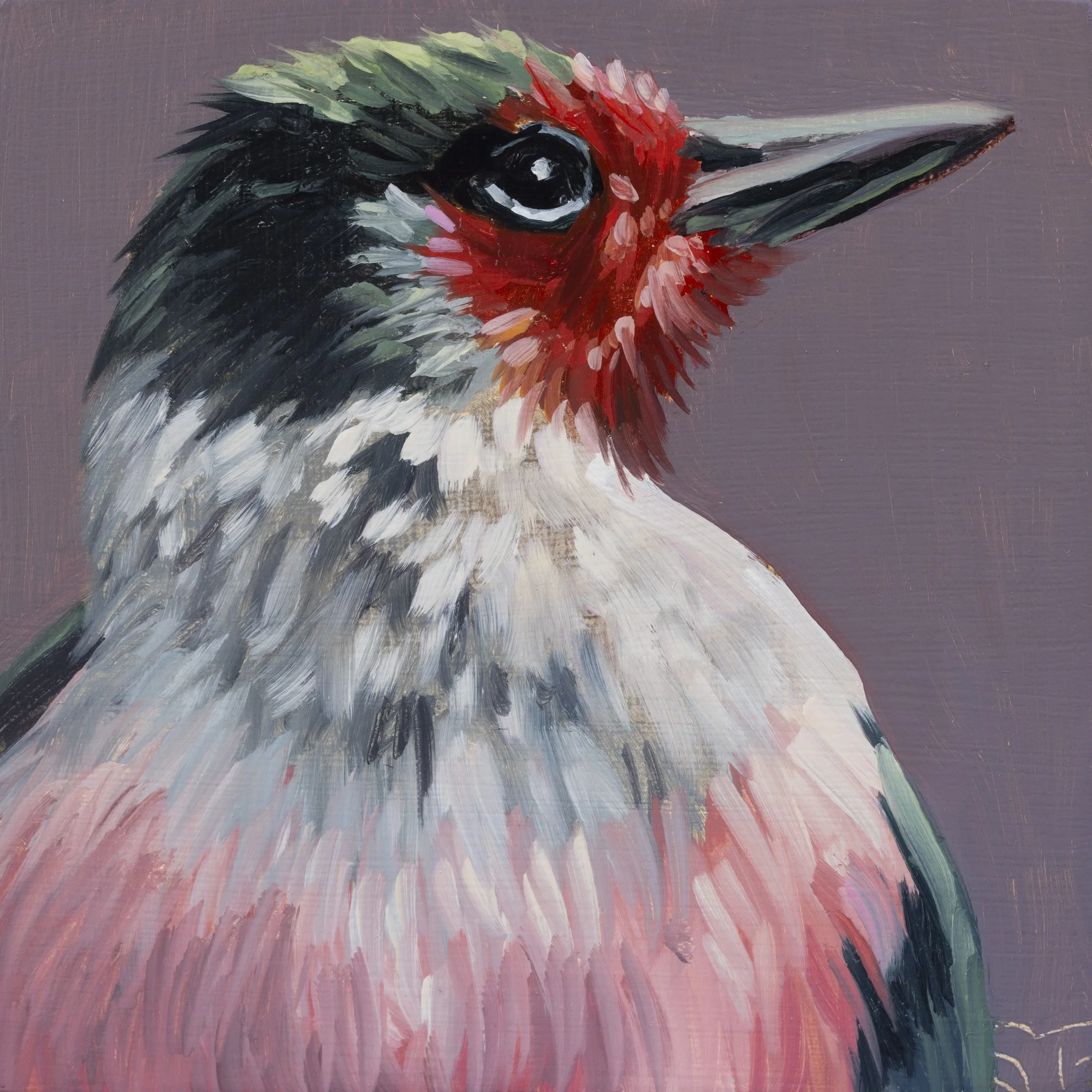 Lewis's Woodpecker Portrait 4.jpg