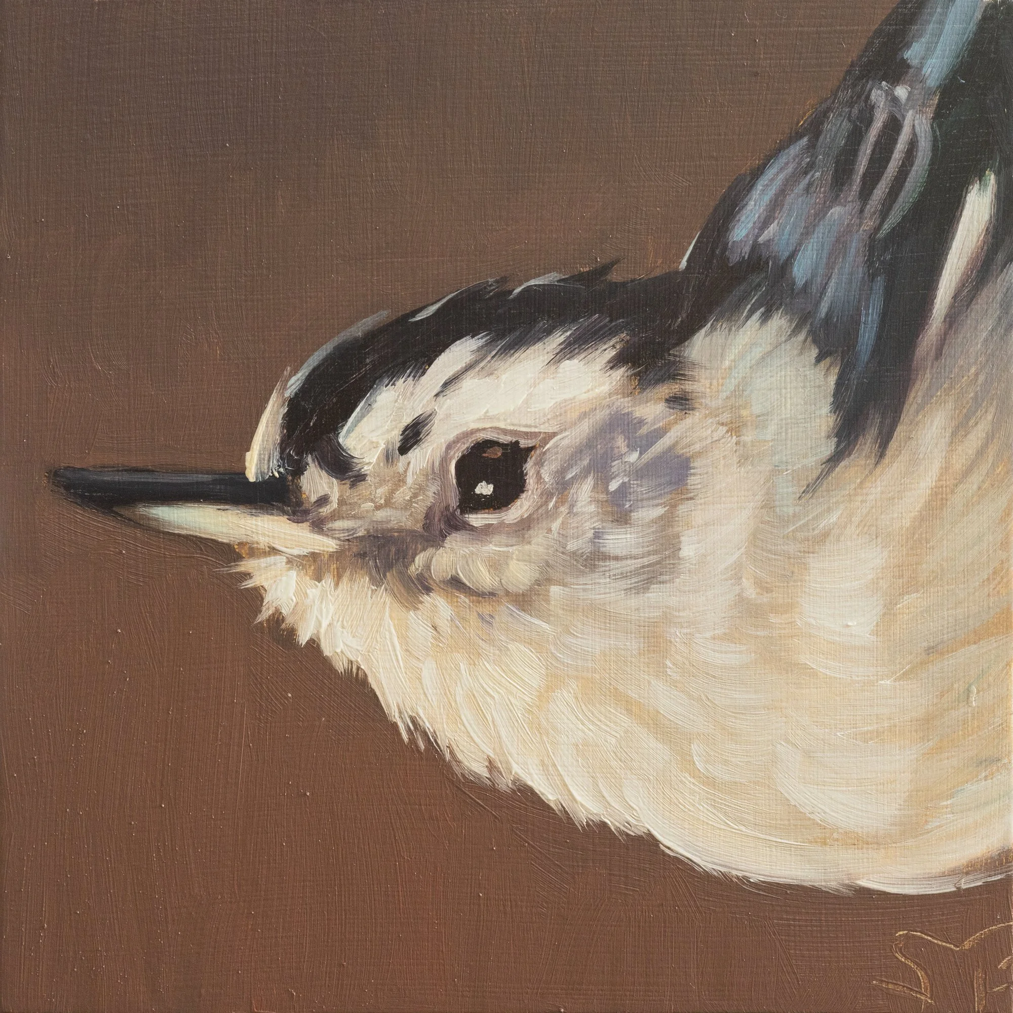 White-breasted Nuthatch Portrait 2.jpg