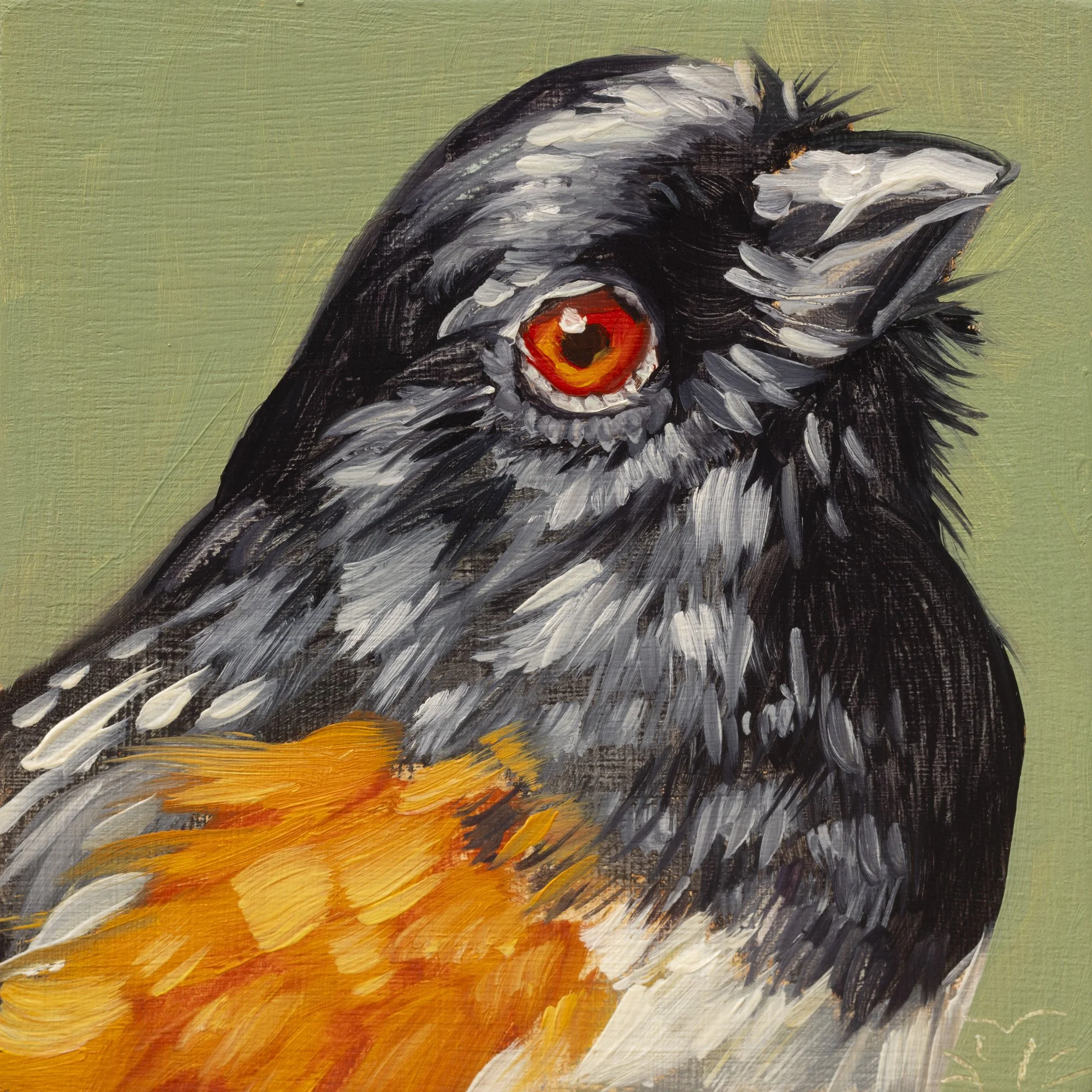 Spotted Towhee Portrait 11.jpg
