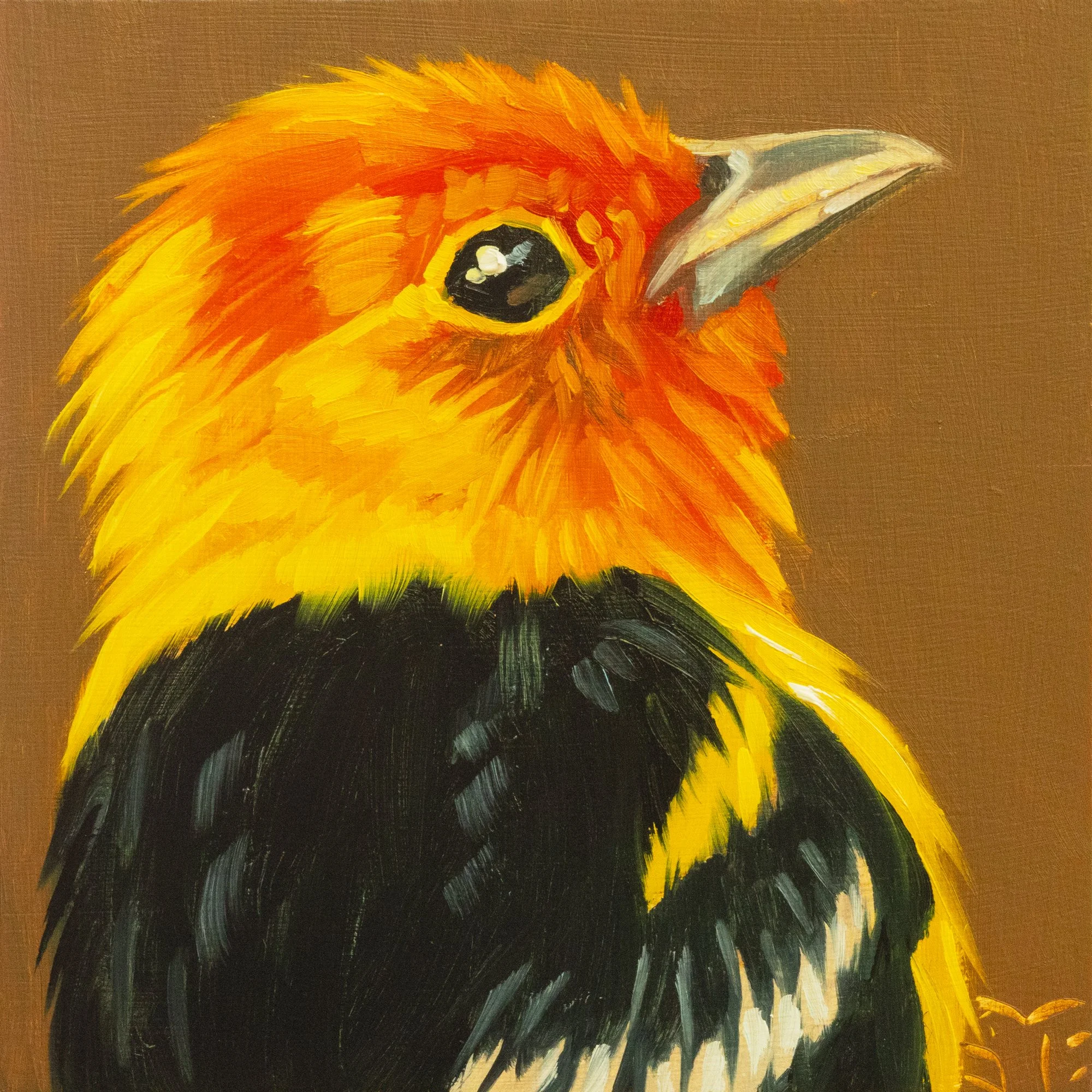 Western Tanager Portrait 9.jpg