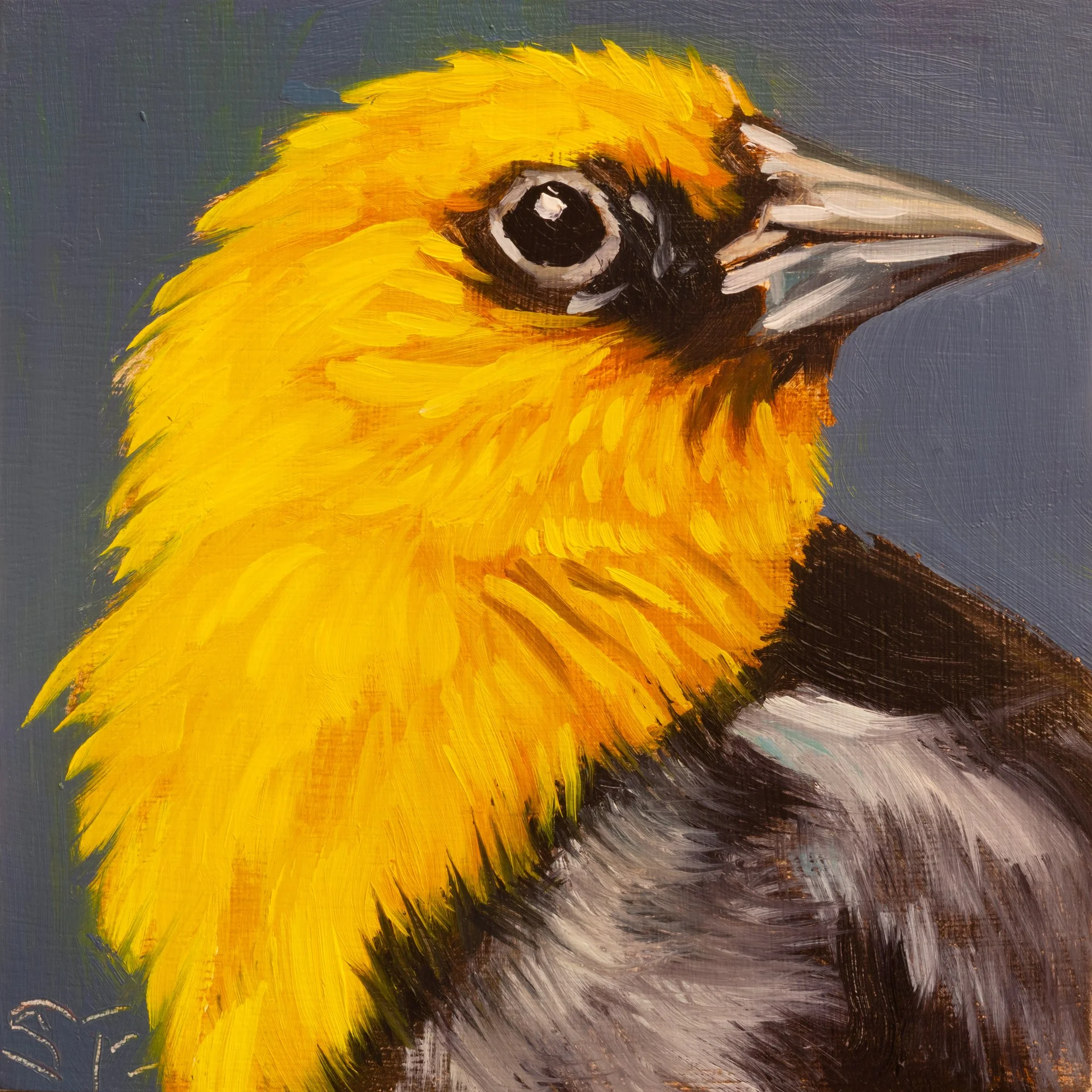 Yellow-headed Blackbird Portrait 4.jpg