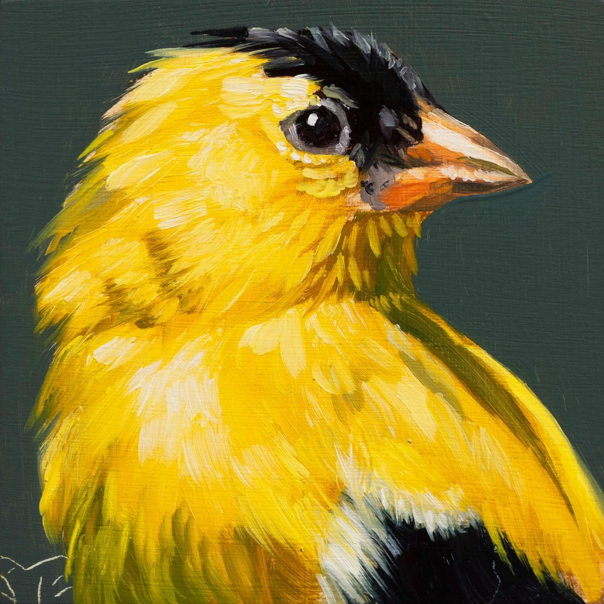 American Goldfinch Portrait 16.jpg