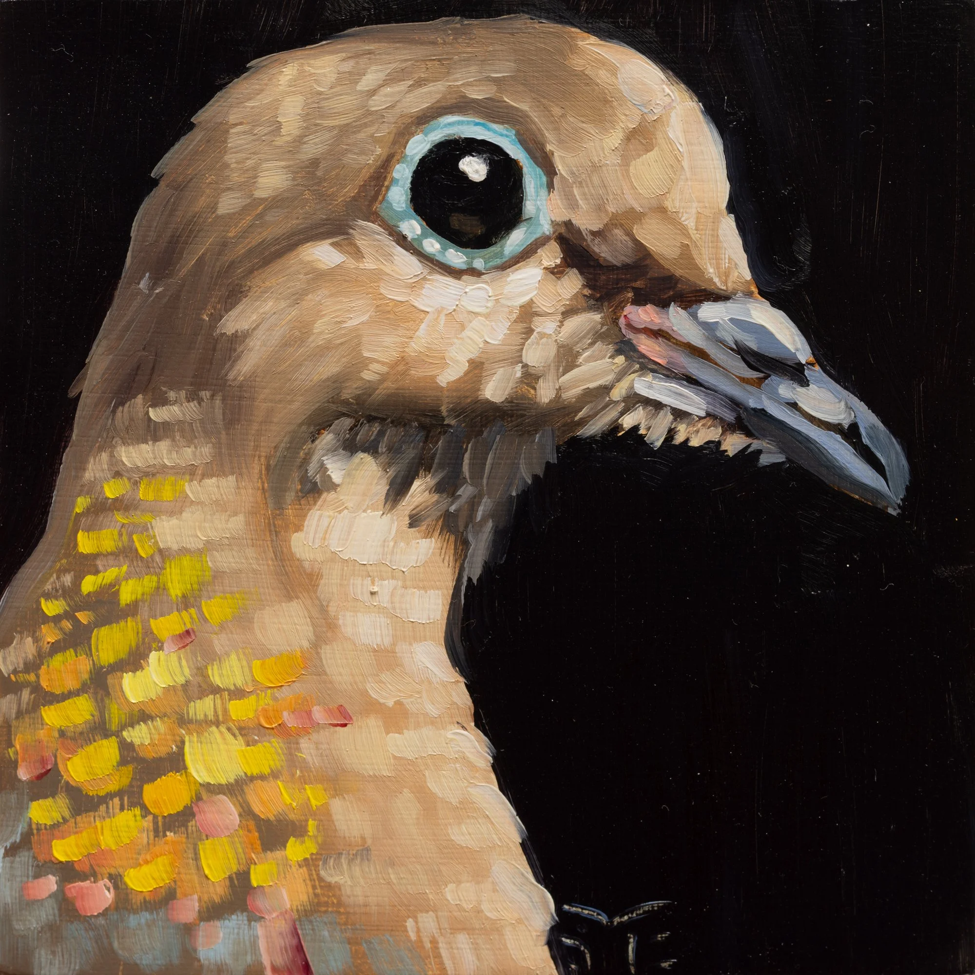 Mourning Dove Portrait 7.jpg