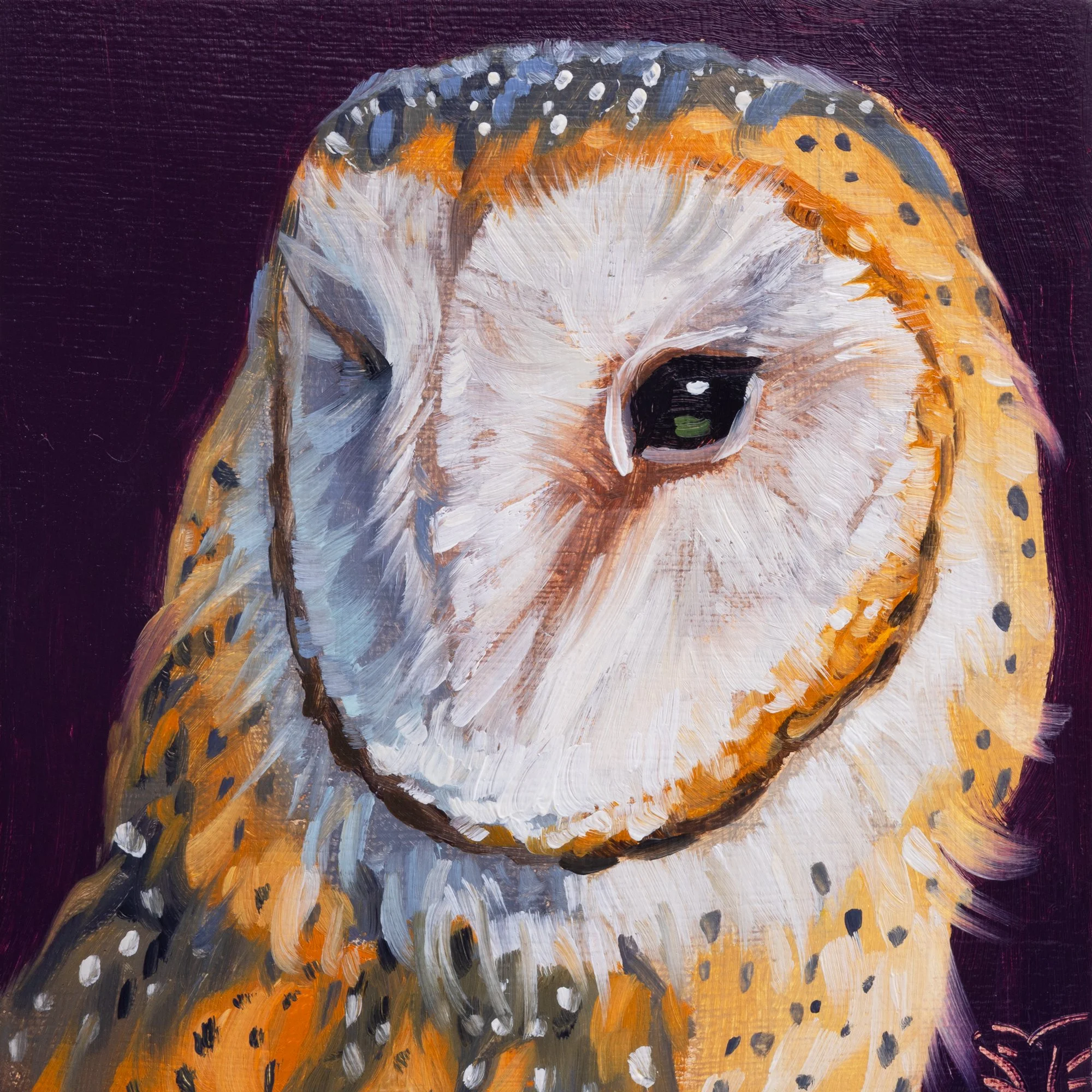 Barn Owl Portrait 11.jpg