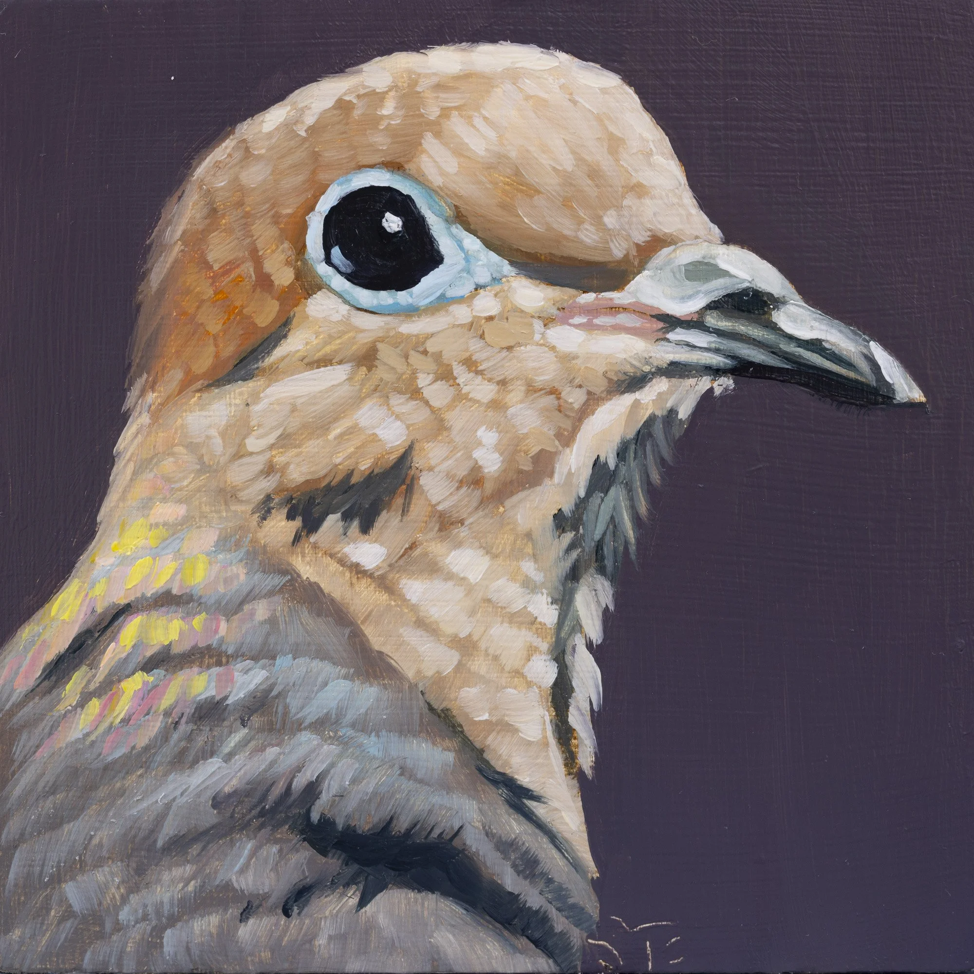 Mourning Dove Portrait 8.jpg