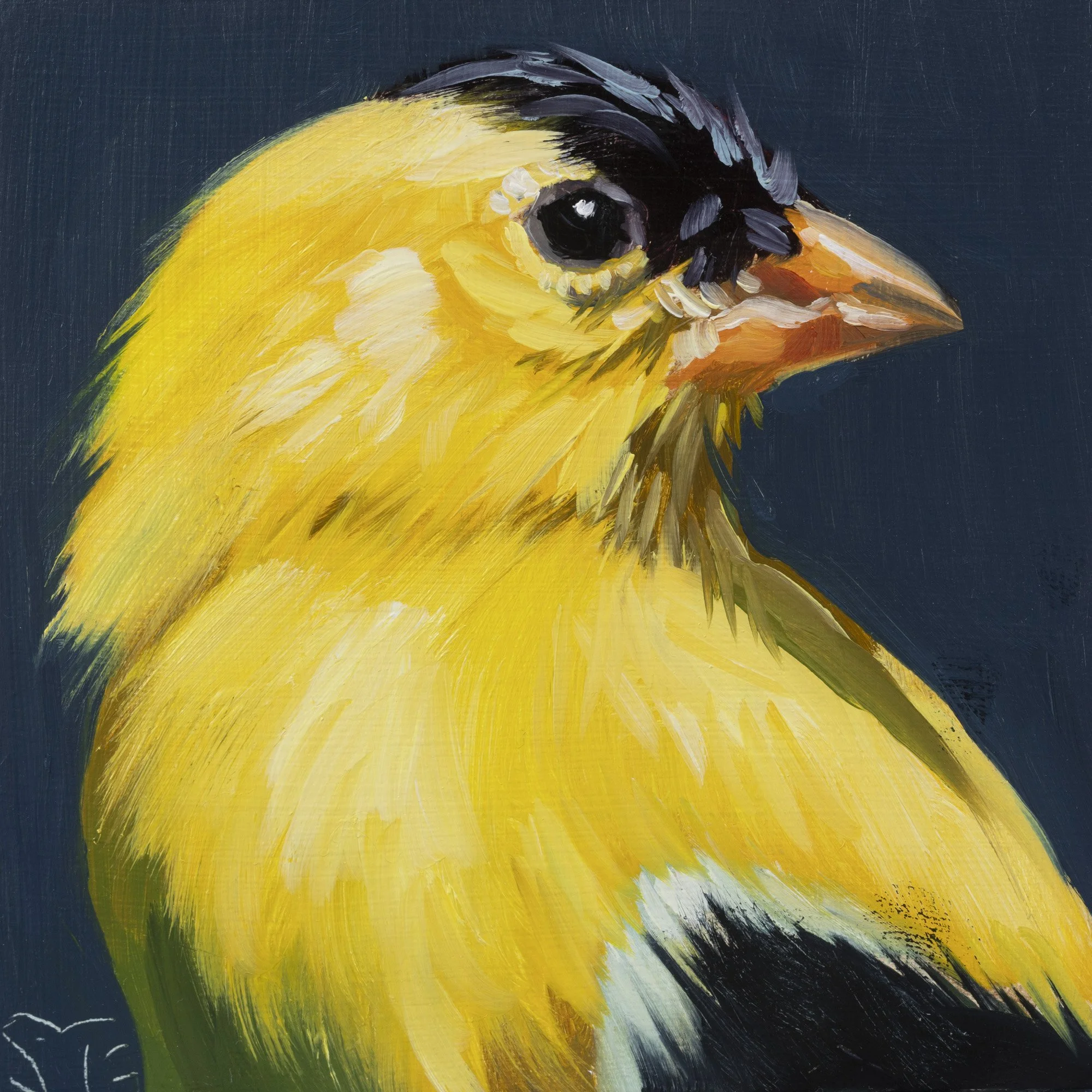 American Goldfinch Portrait 17.jpg