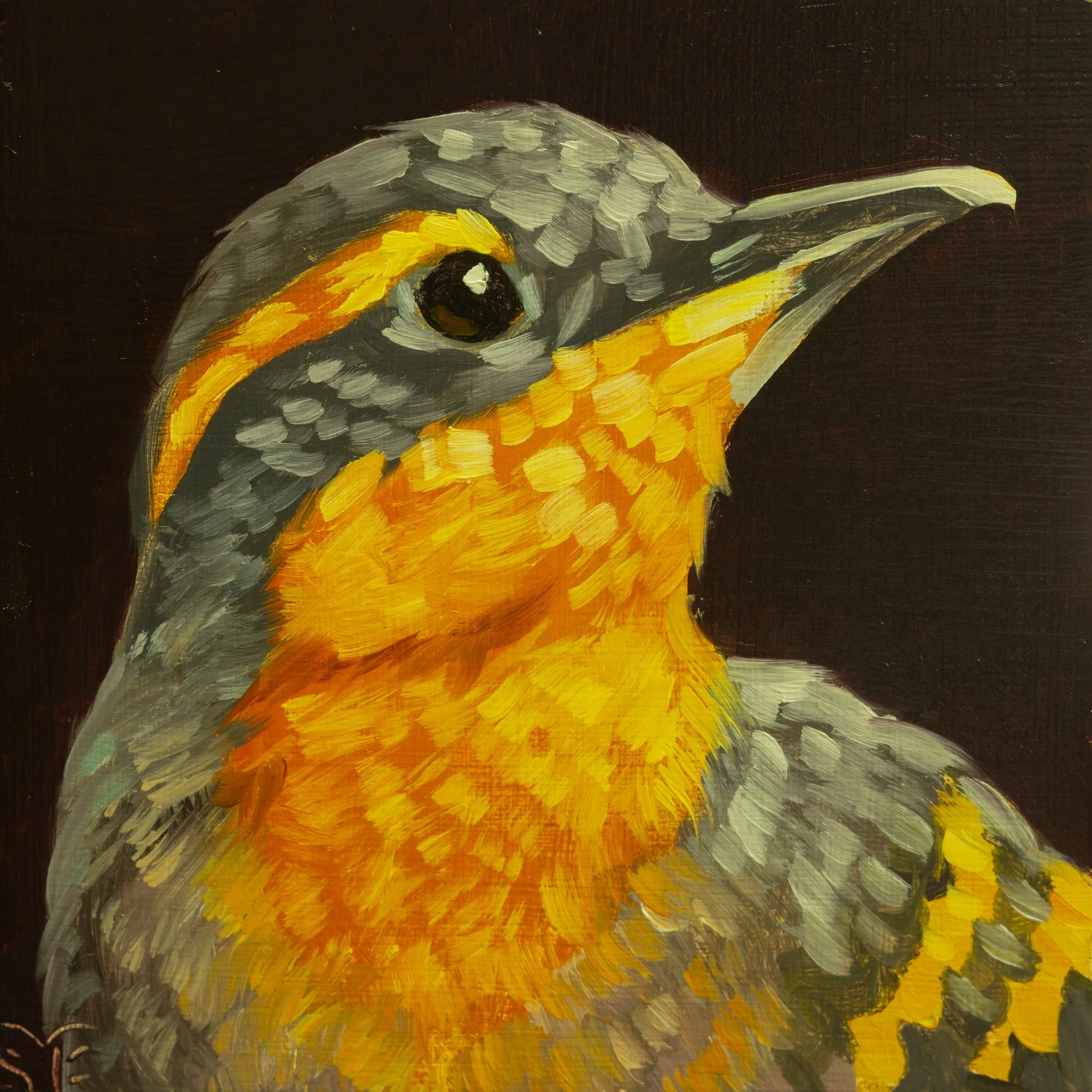 Varied Thrush Female Portrait 12.jpg