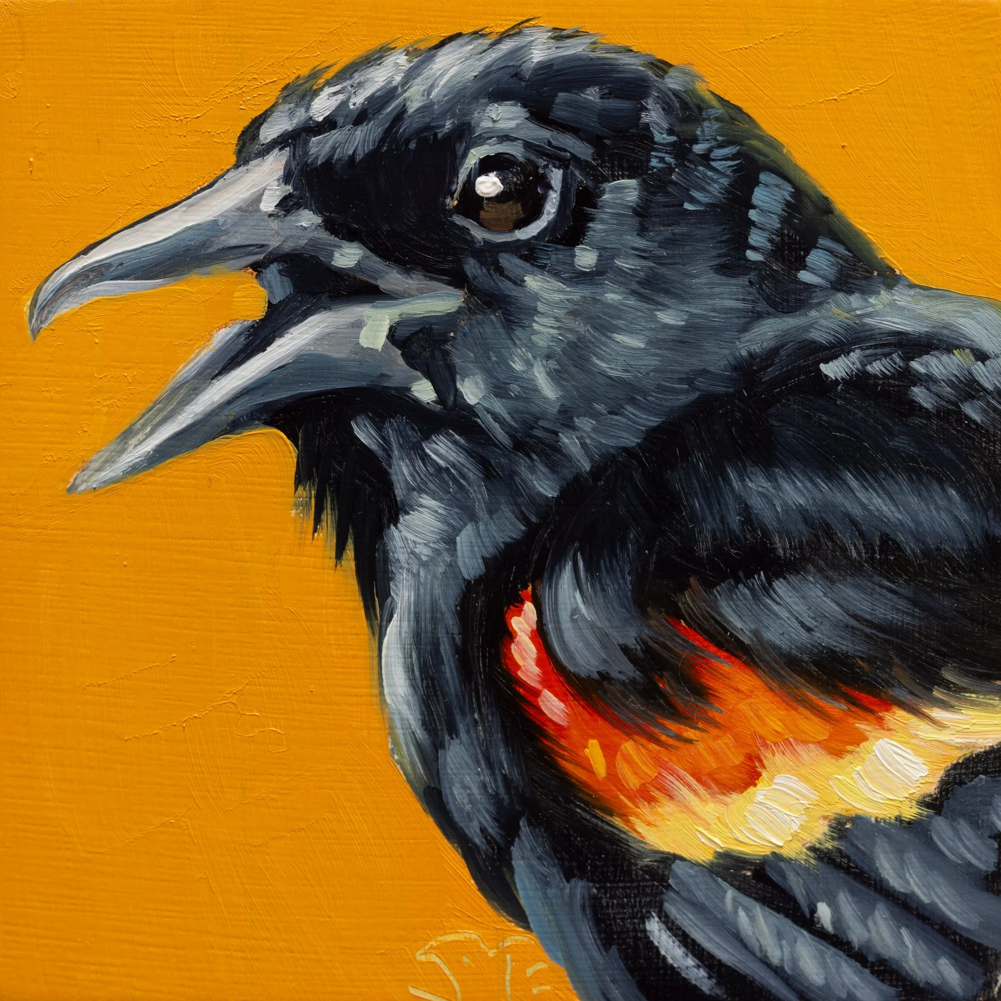 Red-winged Blackbird Portrait 14.jpg
