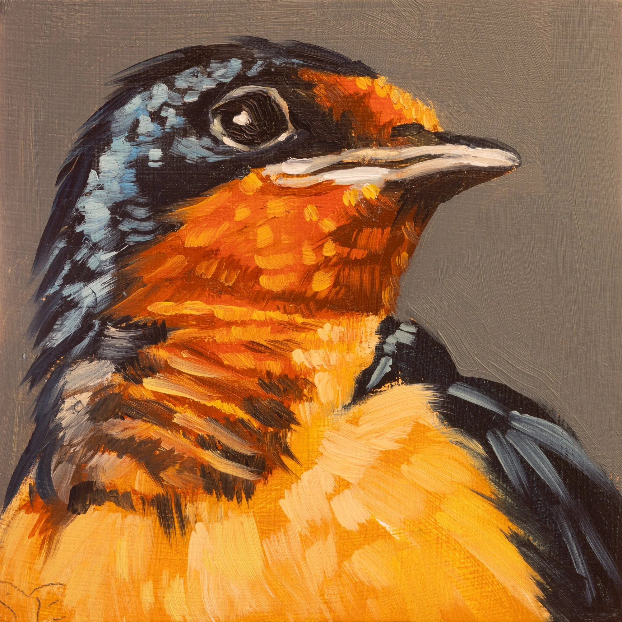 Barn Swallow Portrait 8.jpg