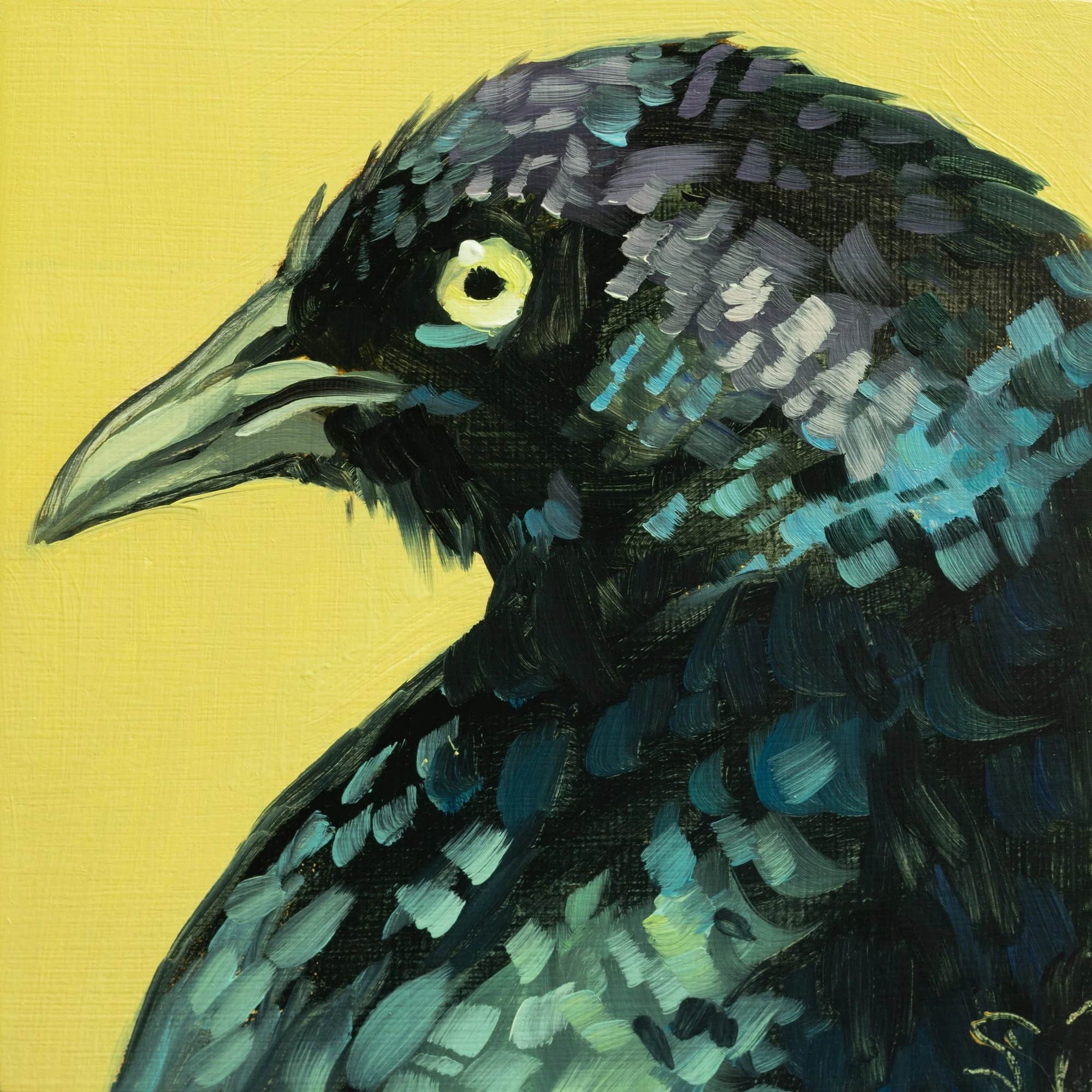 Brewer's Blackbird Portrait 6.jpg