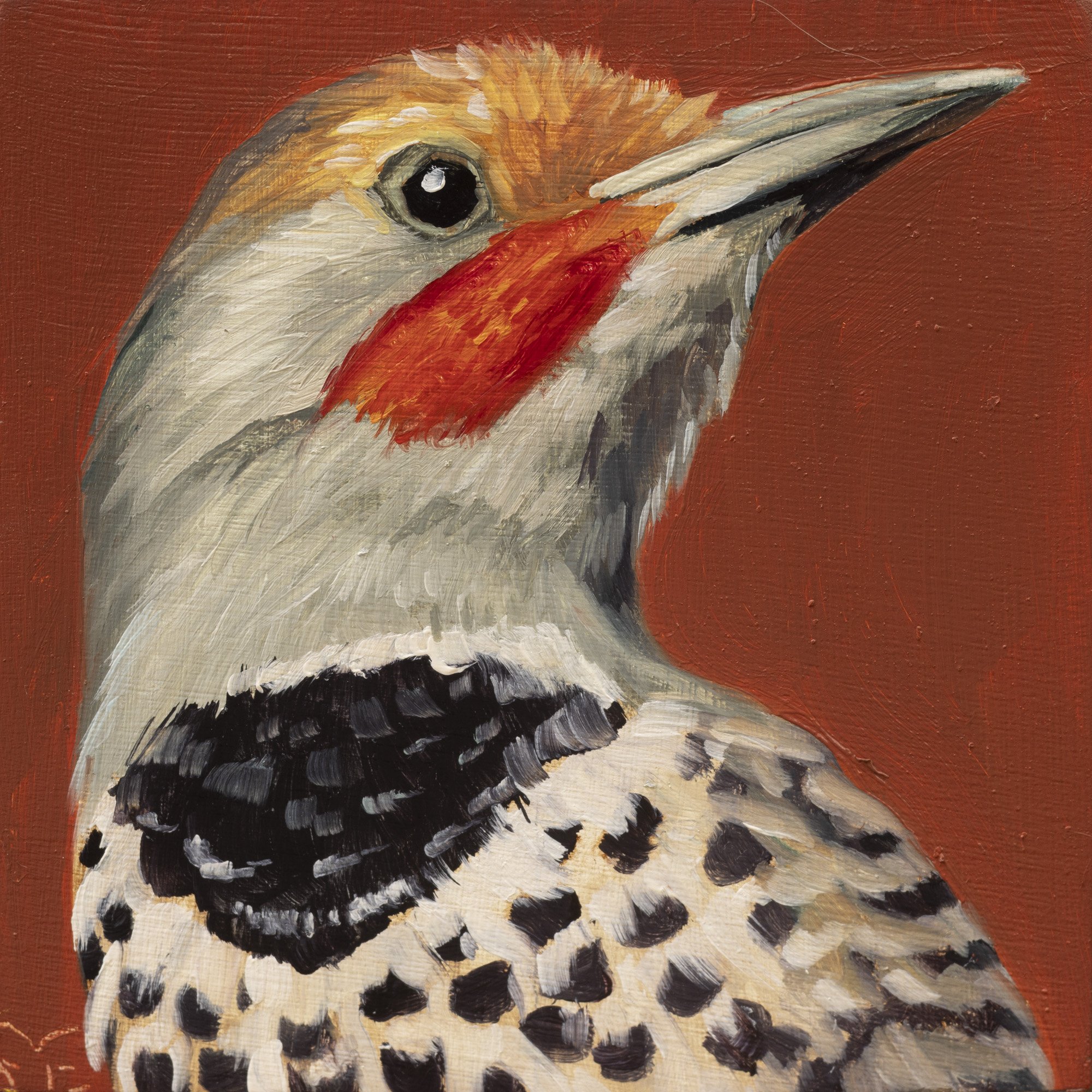 Northern Flicker Portrait 10.jpg