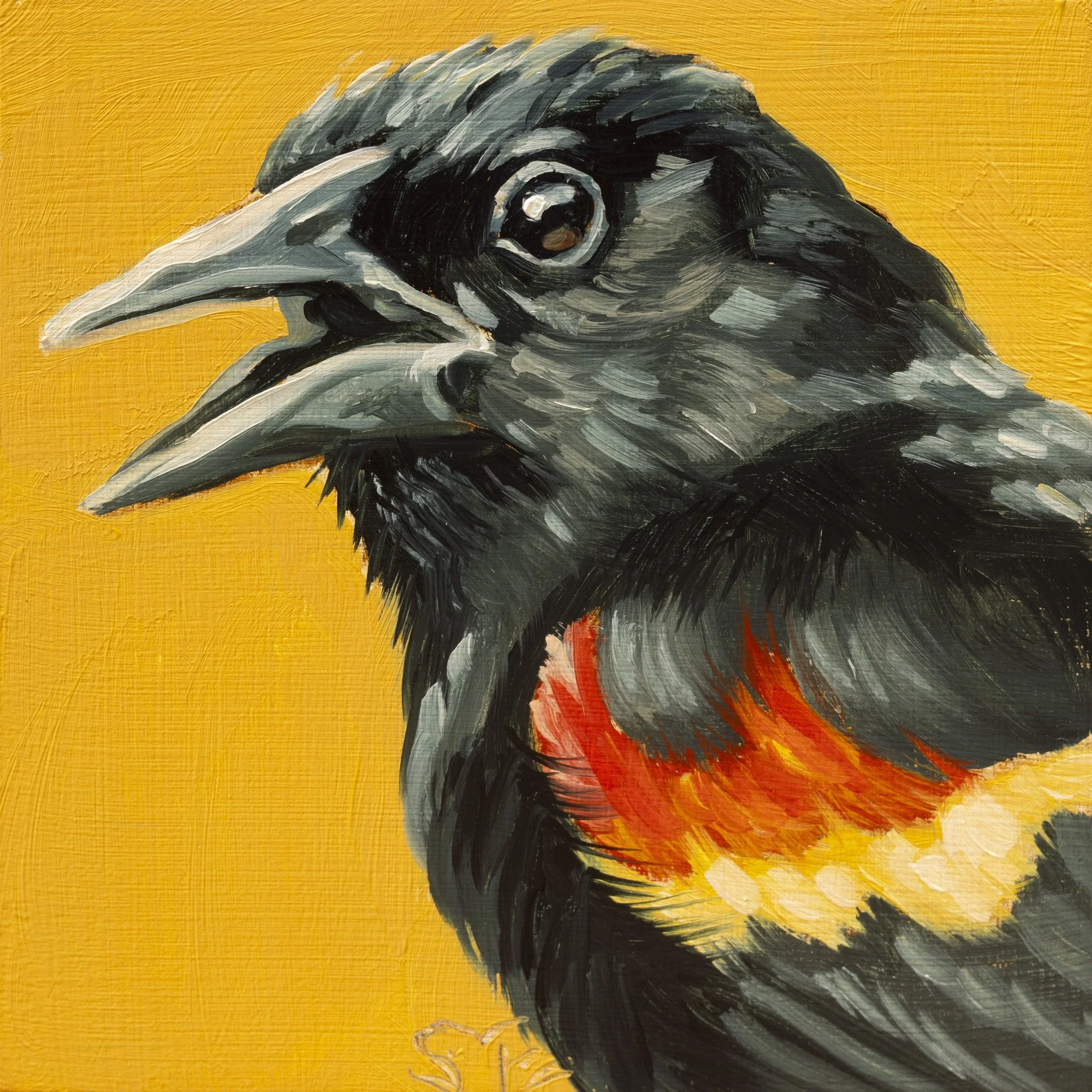 Red-winged Blackbird Portrait 20.jpg