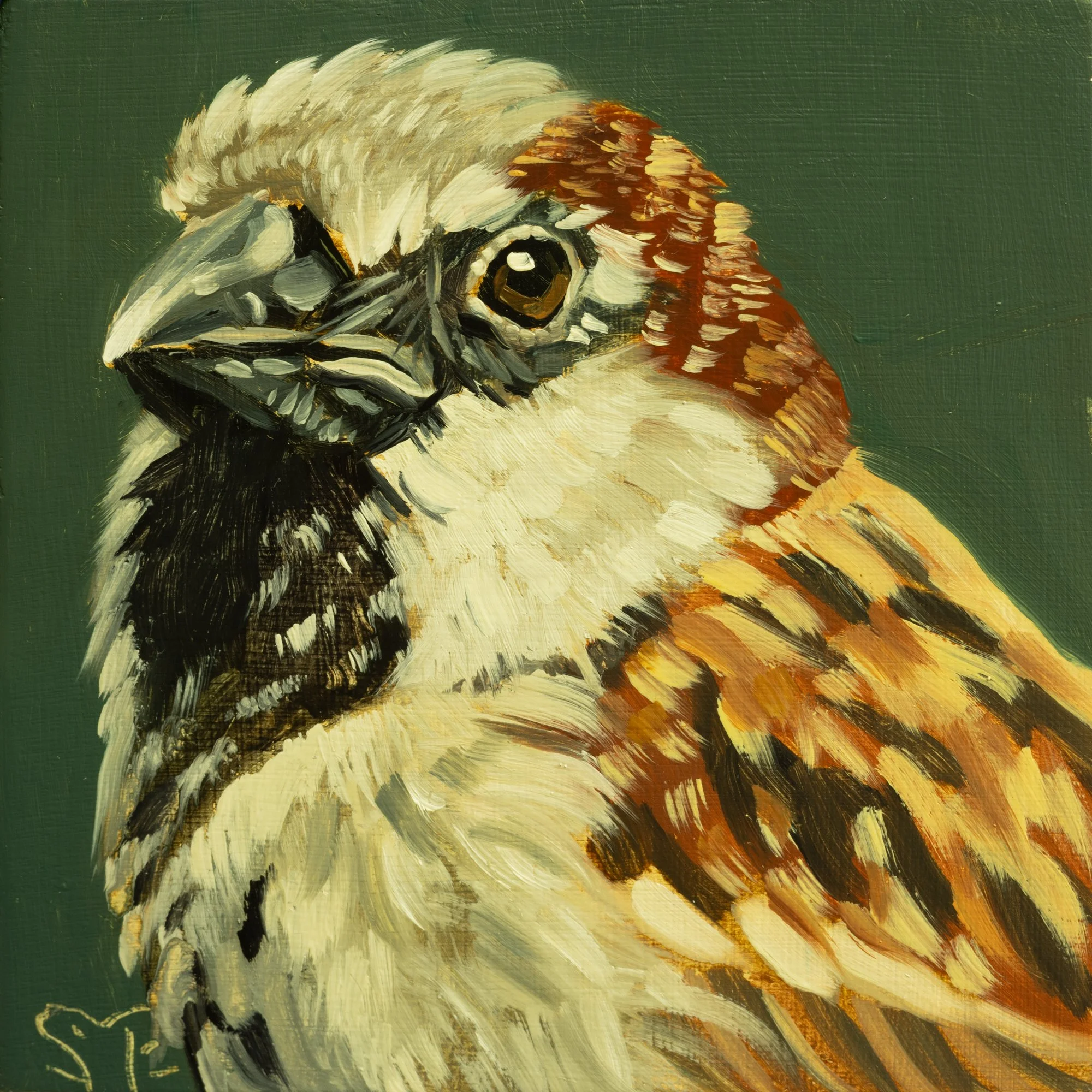 House Sparrow Portrait 2.jpg