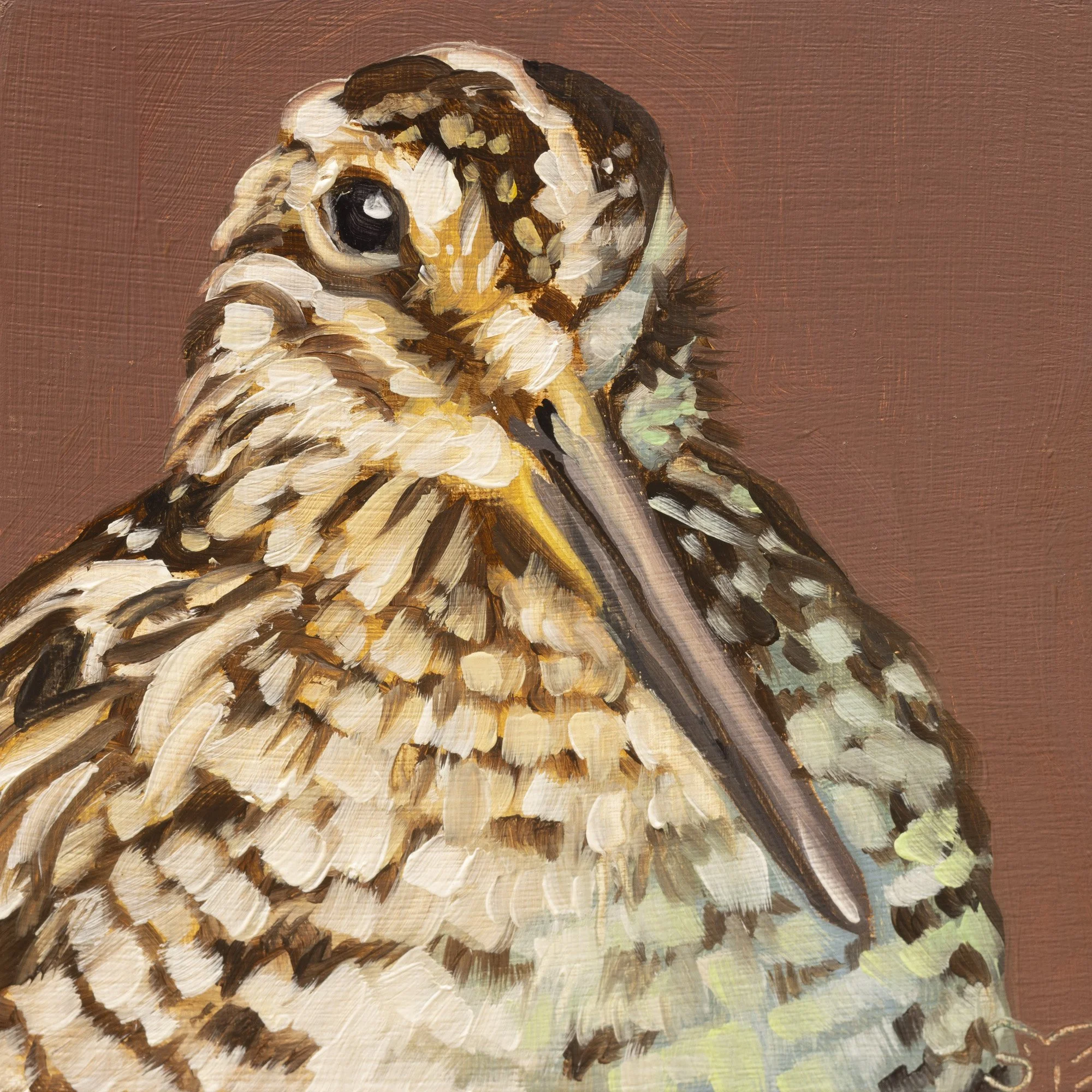 Wilson's Snipe Portrait 1.jpg
