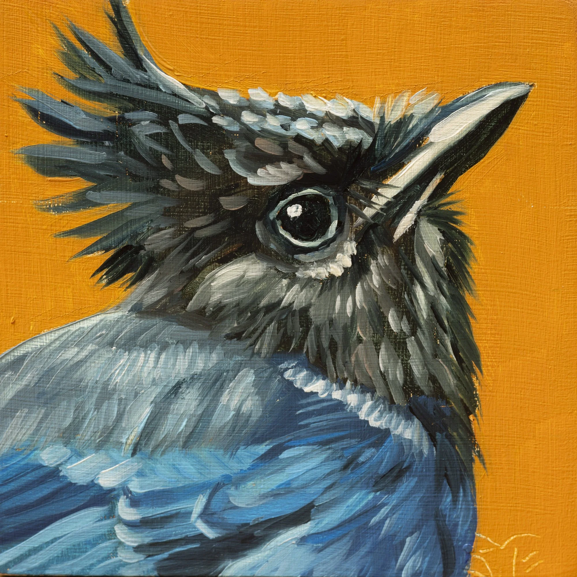 Steller's Jay Portrait 15.jpg