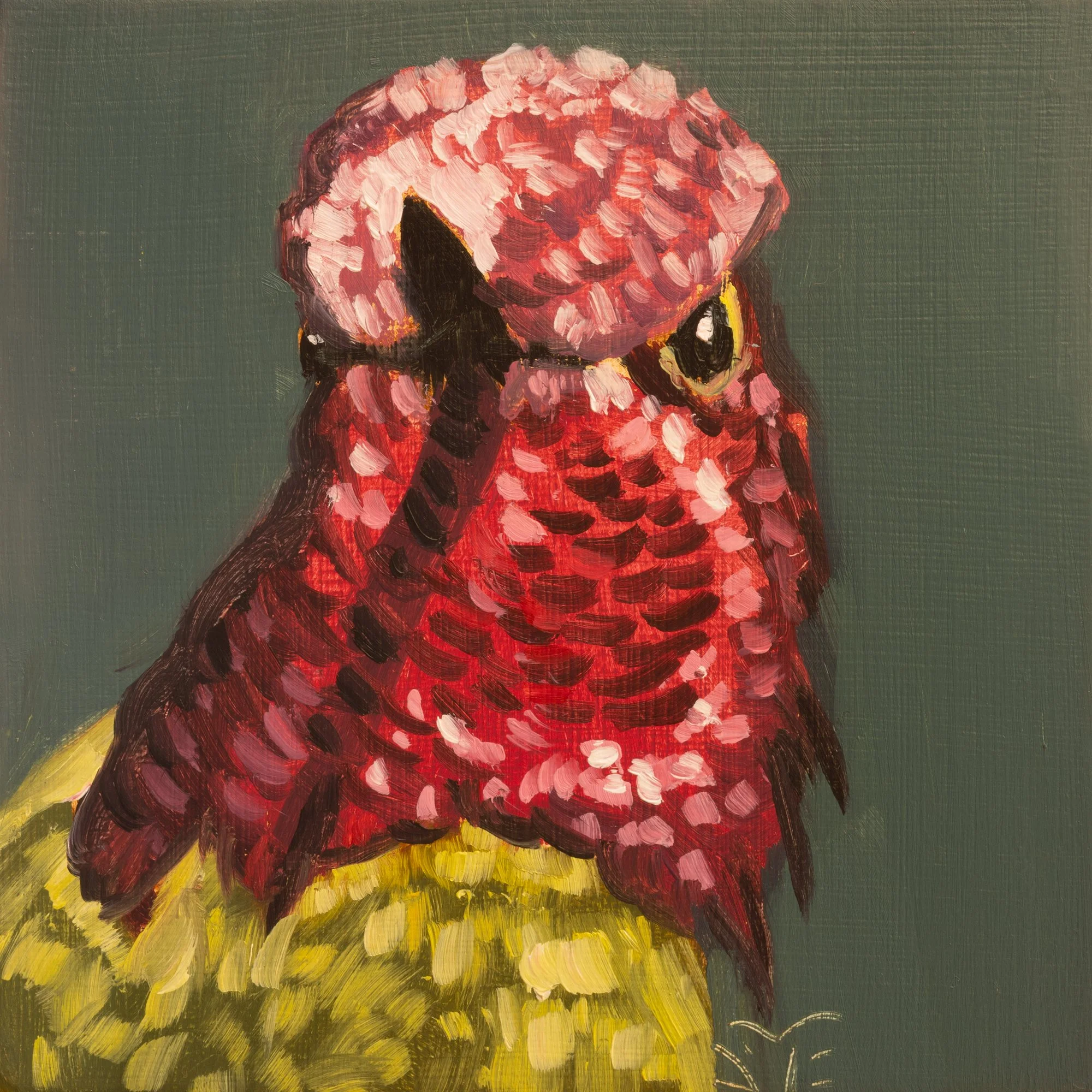 Anna's Hummingbird Portrait 7.jpg