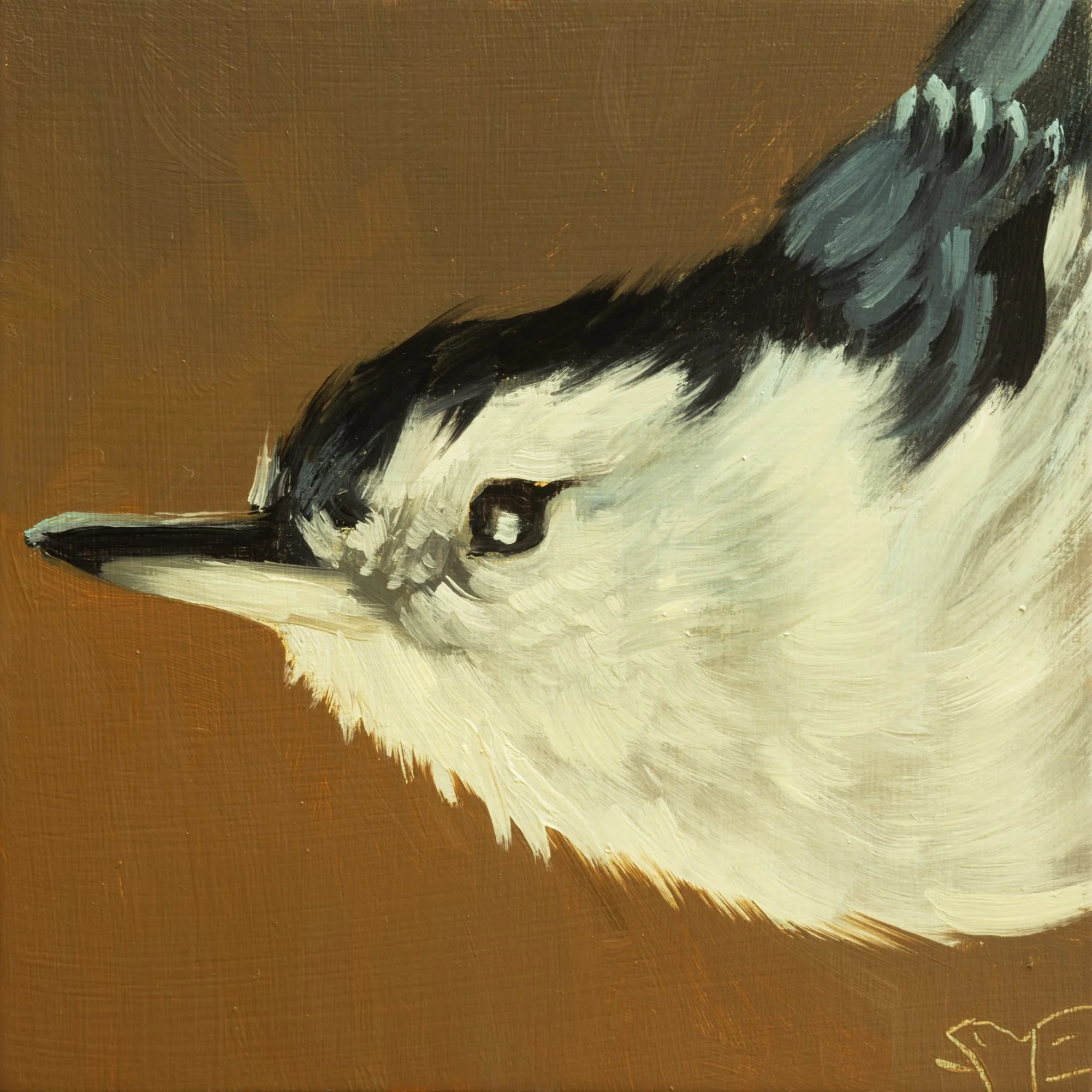 White-breasted Nuthatch Portrait 6.jpg