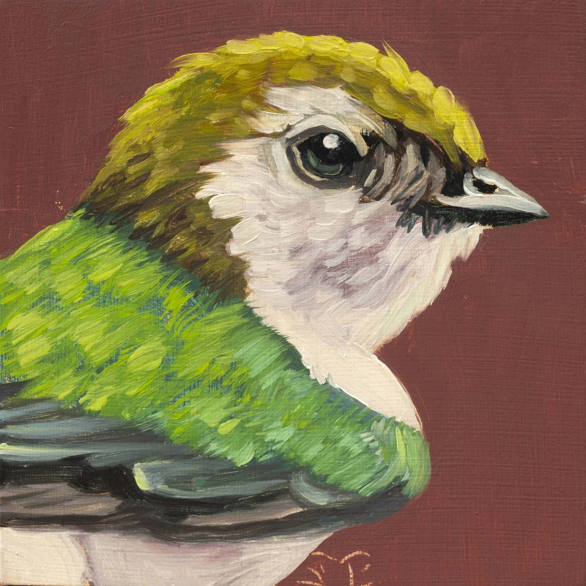 Violet-green Swallow Portrait 12.jpg