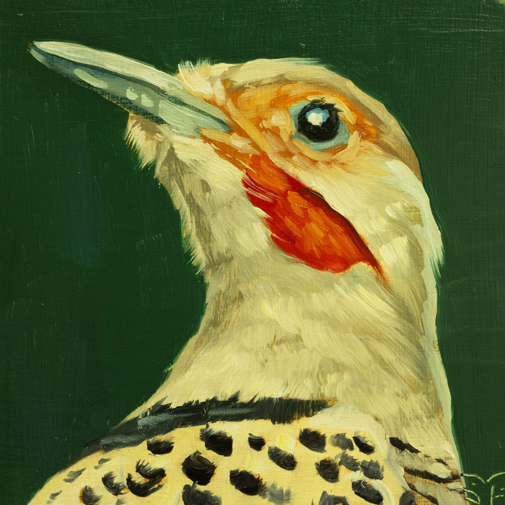 Northern Flicker Portrait 8.jpg