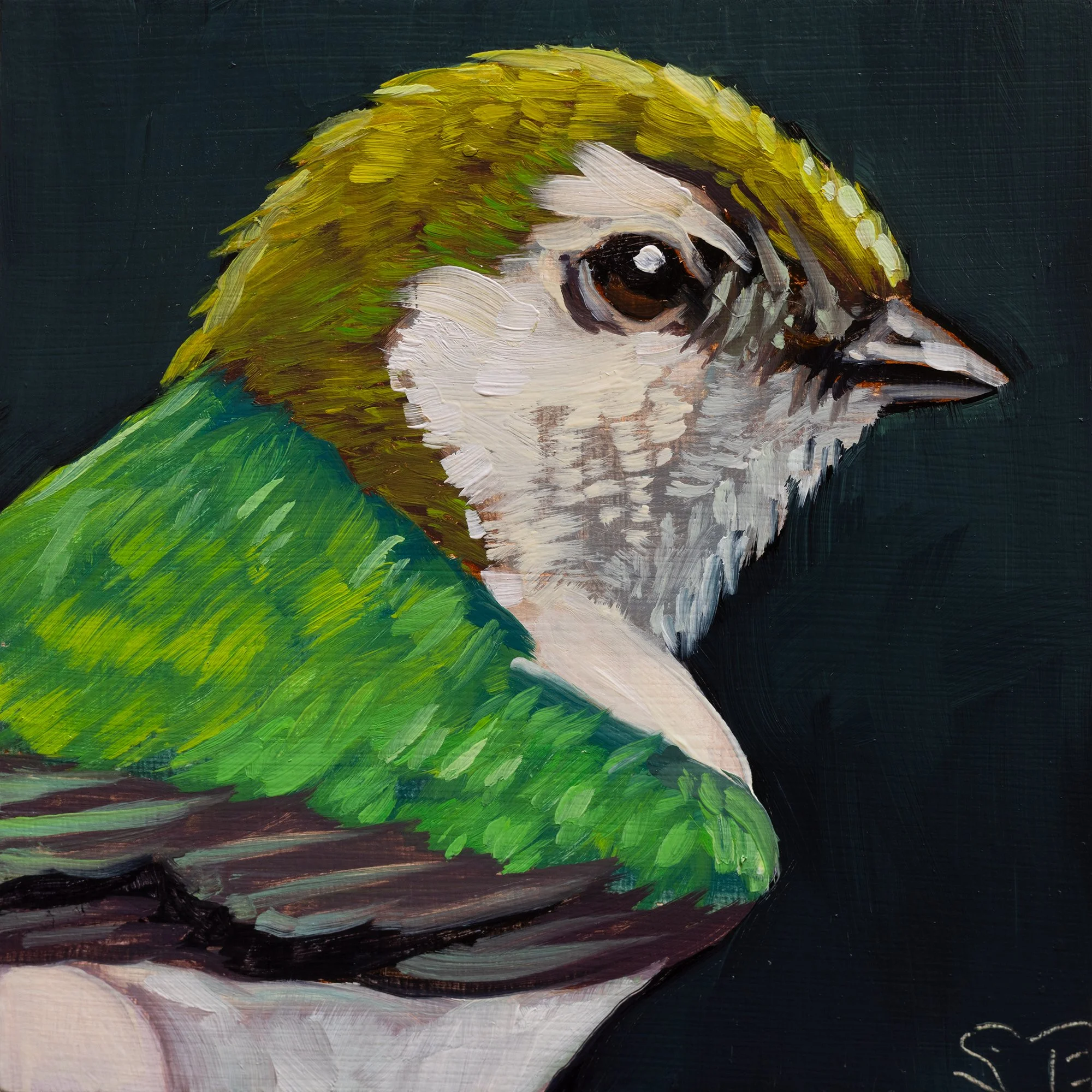 Violet-Green Swallow Portrait 11.jpg