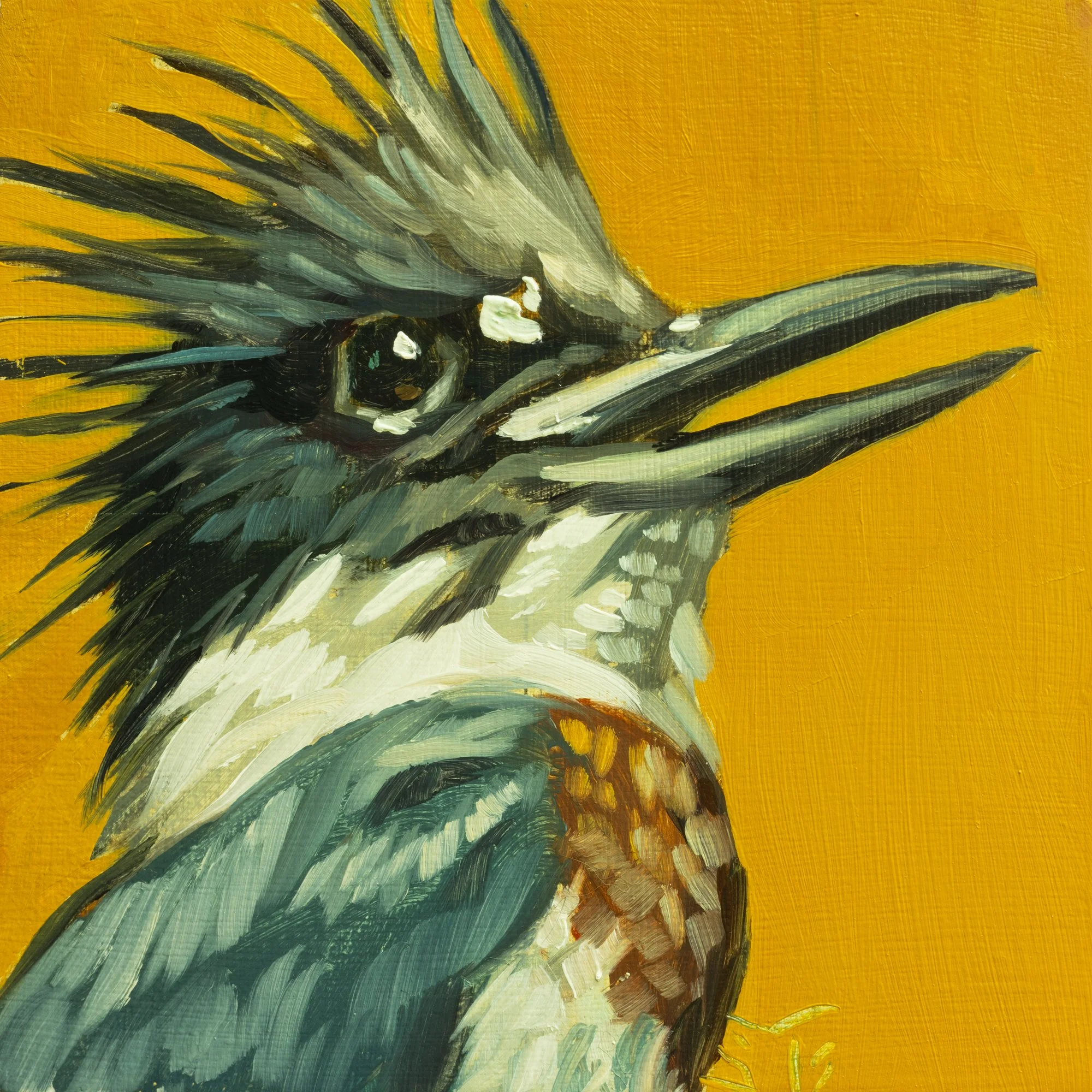 Belted Kingfisher Portrait 14.jpg