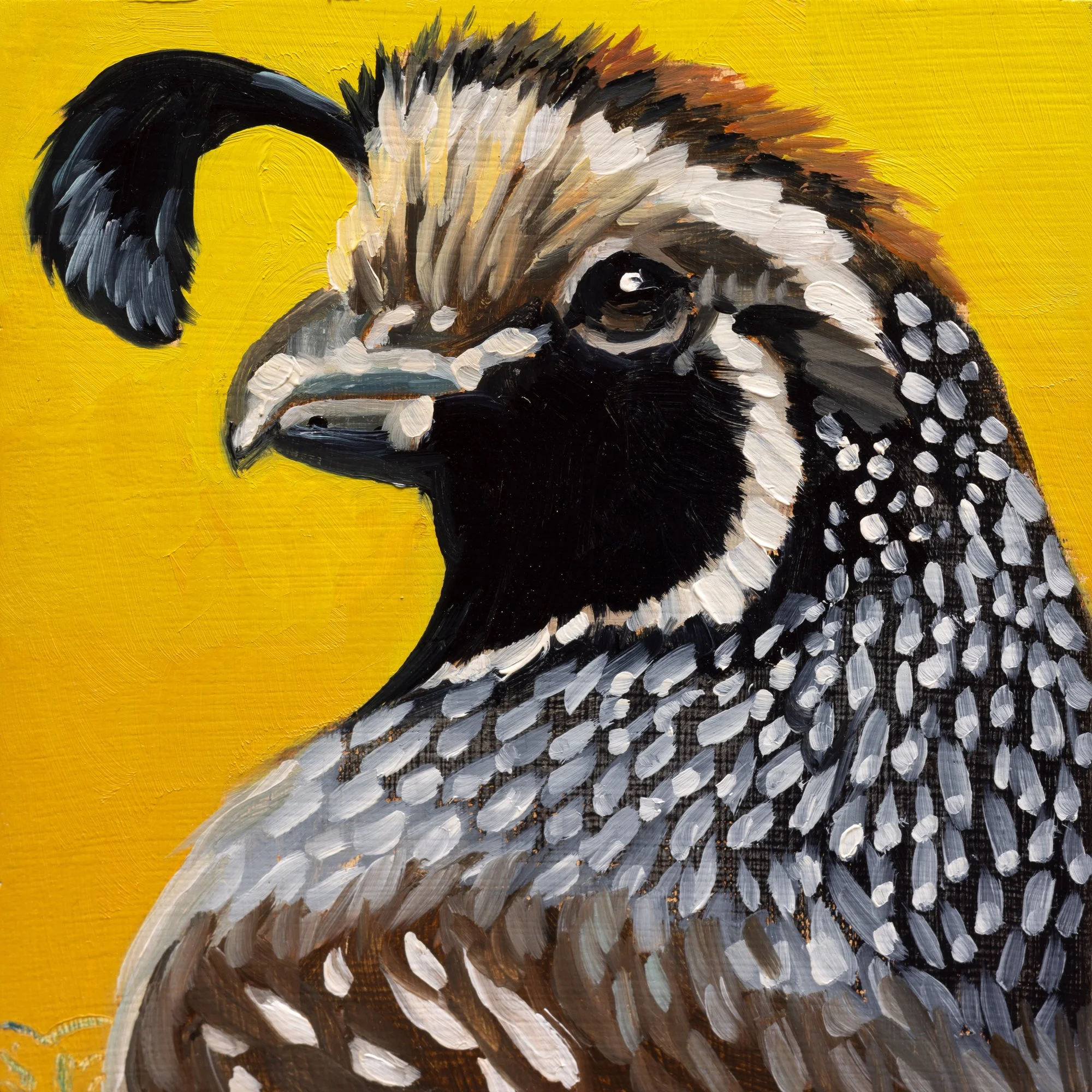 California Quail Portrait 33.jpg