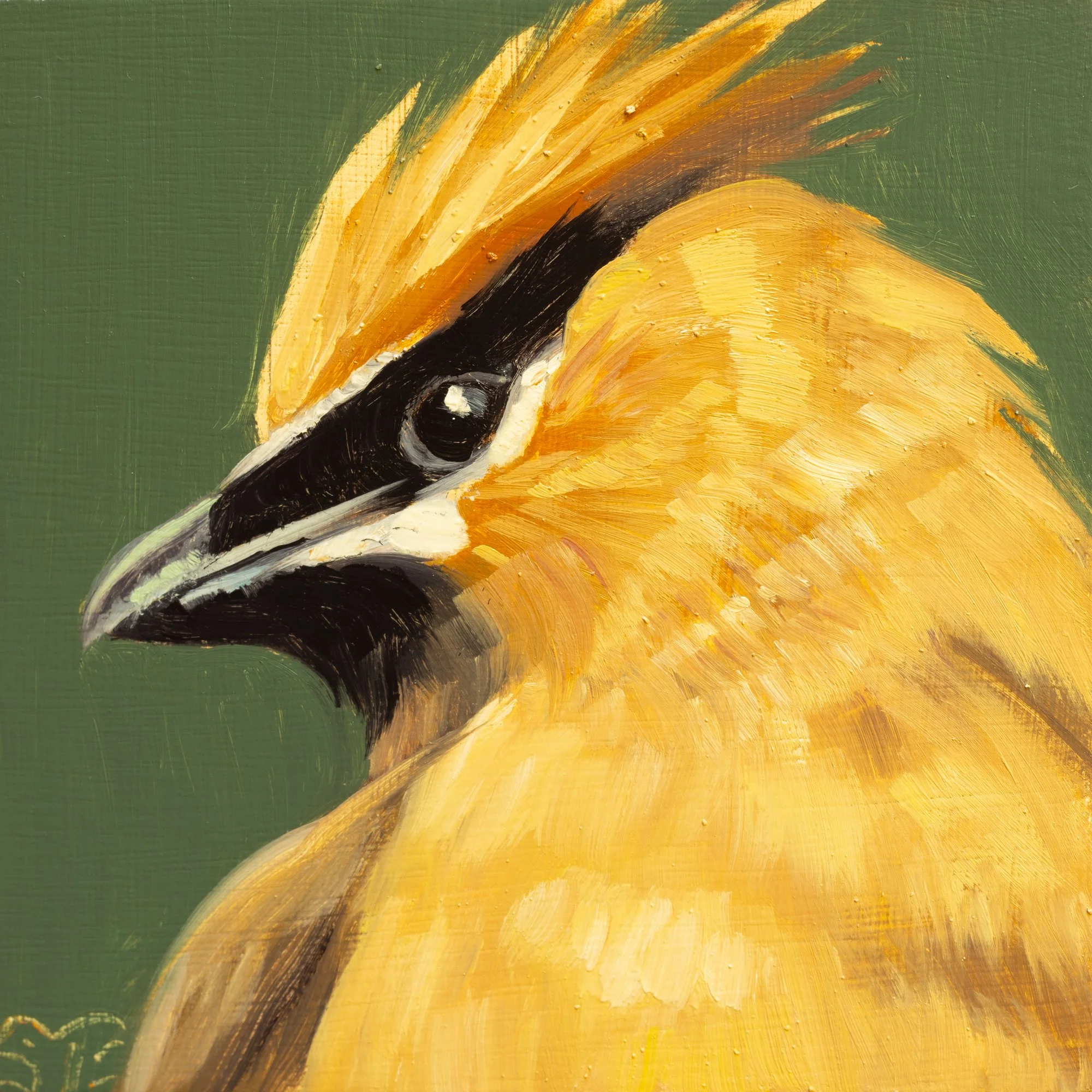 Cedar Waxwing Portrait 10.jpg