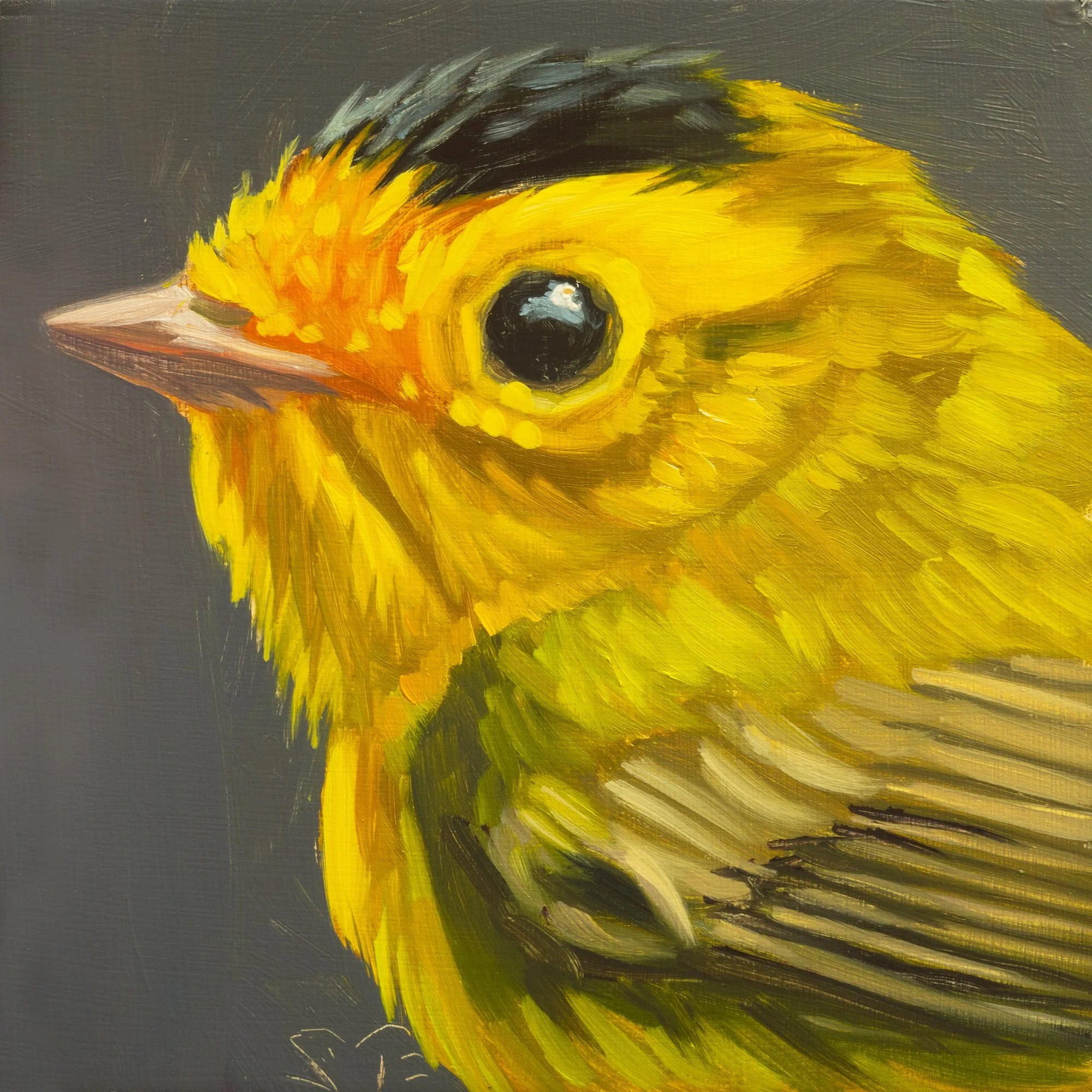 Wilson's Warbler Portrait 1.jpg