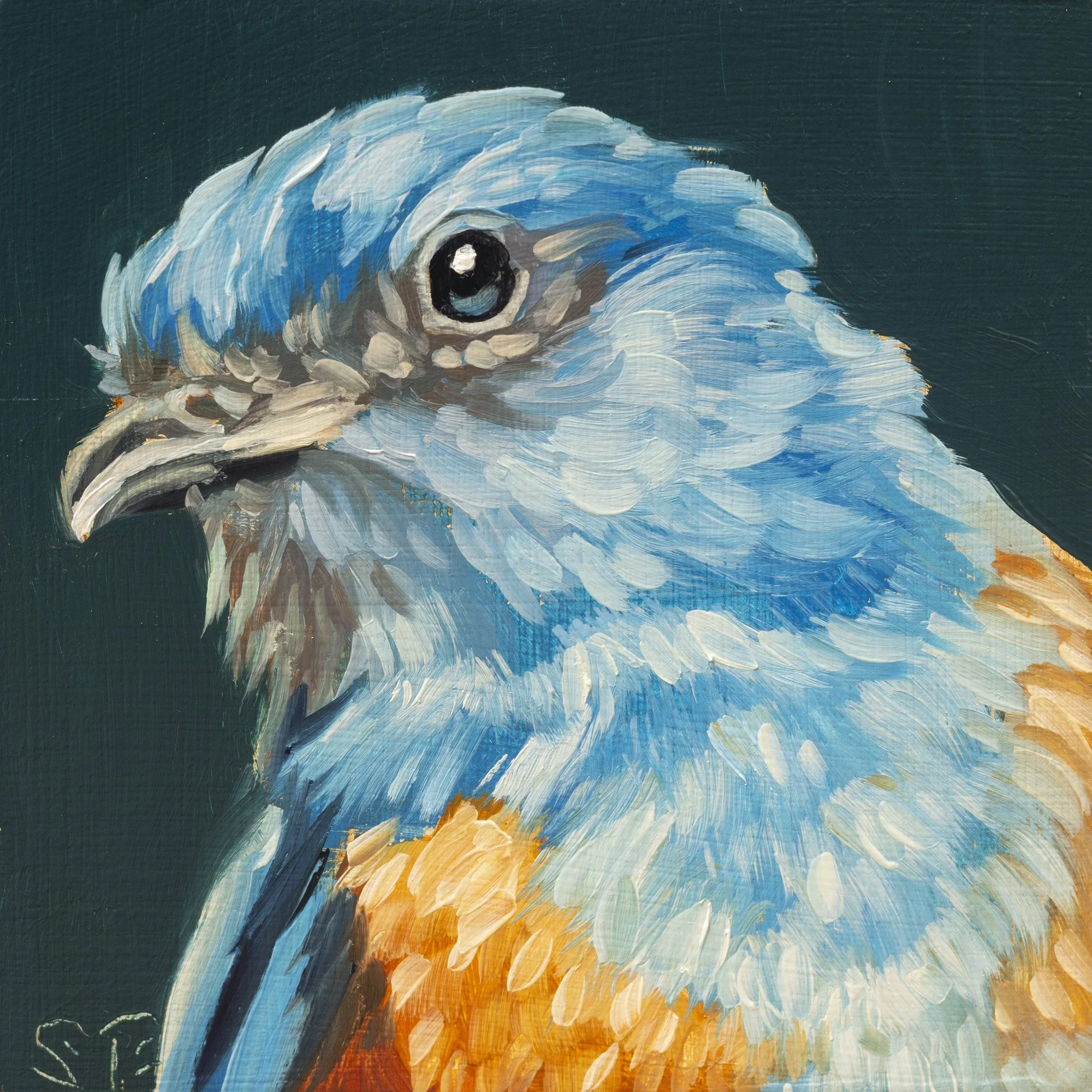Western Bluebird Portrait 9.jpg