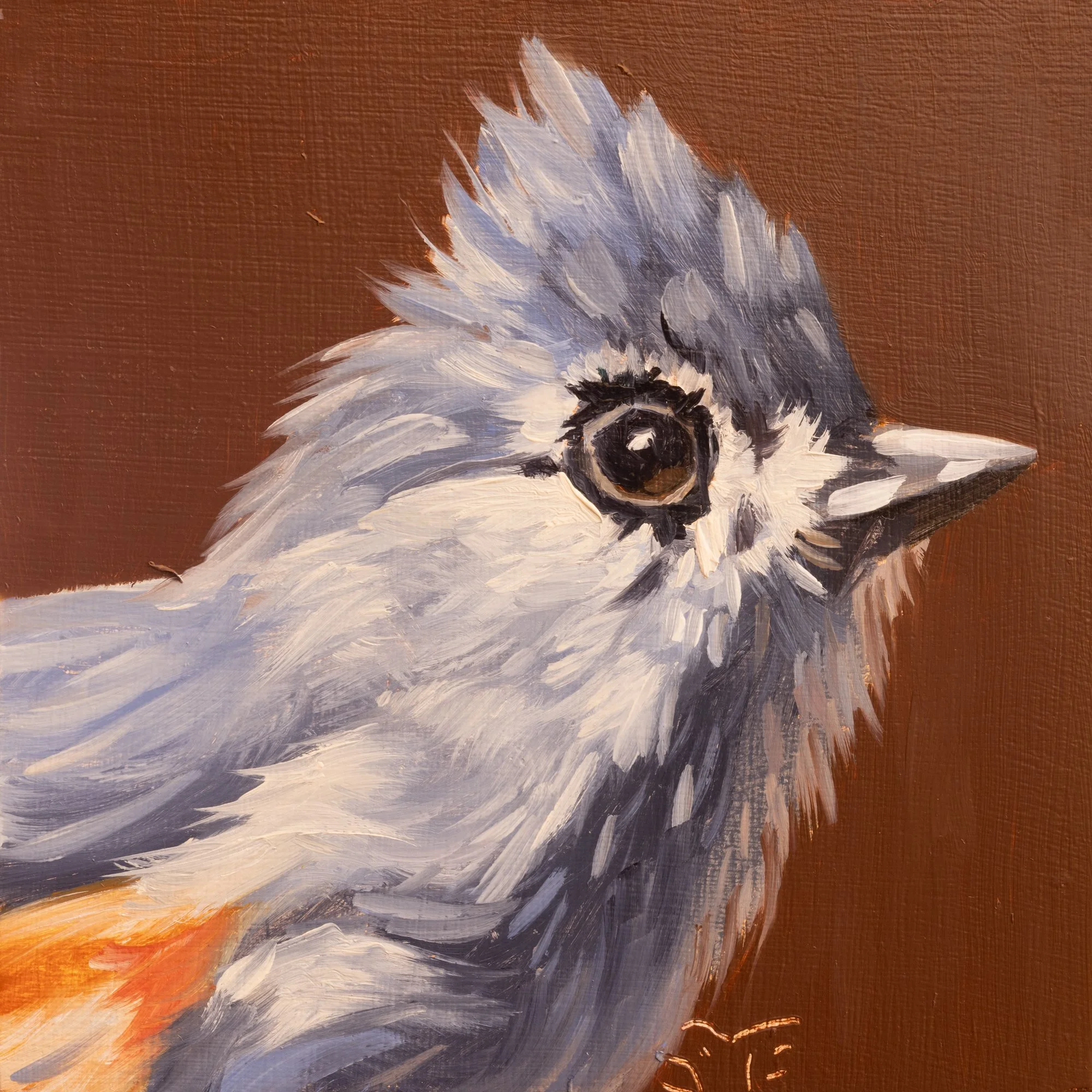 Tufted Titmouse Portrait 2.jpg