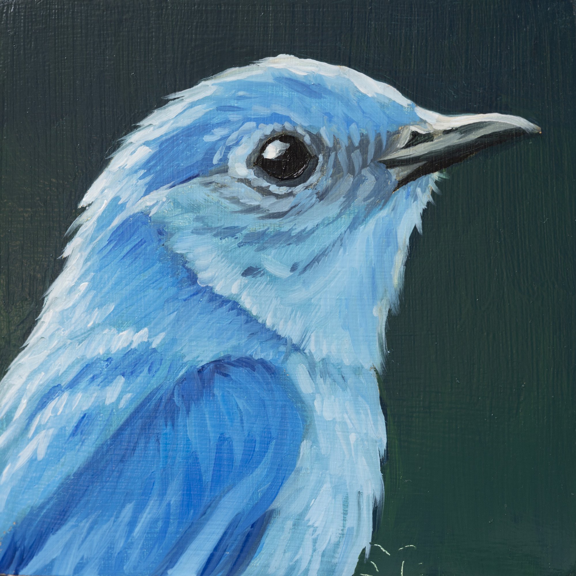 Mountain Bluebird Portrait 2.jpg