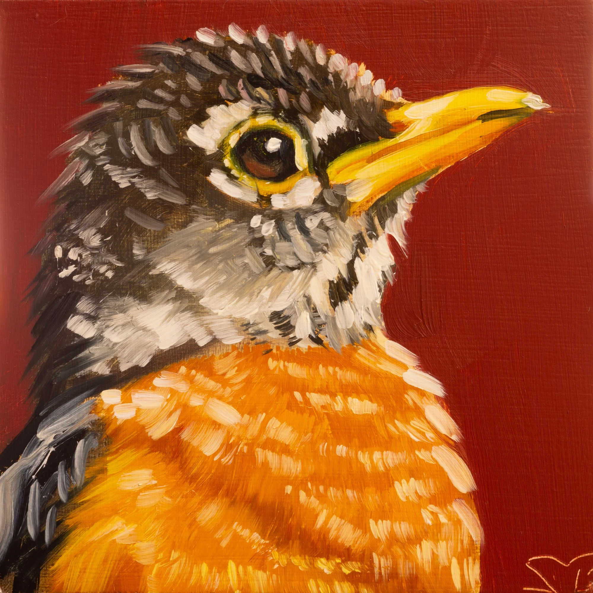 American Robin Portrait 5.jpg