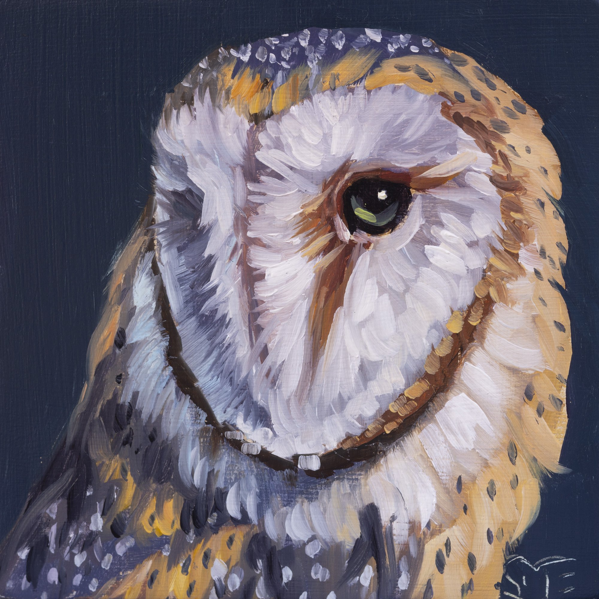 Barn Owl Portrait 12.jpg