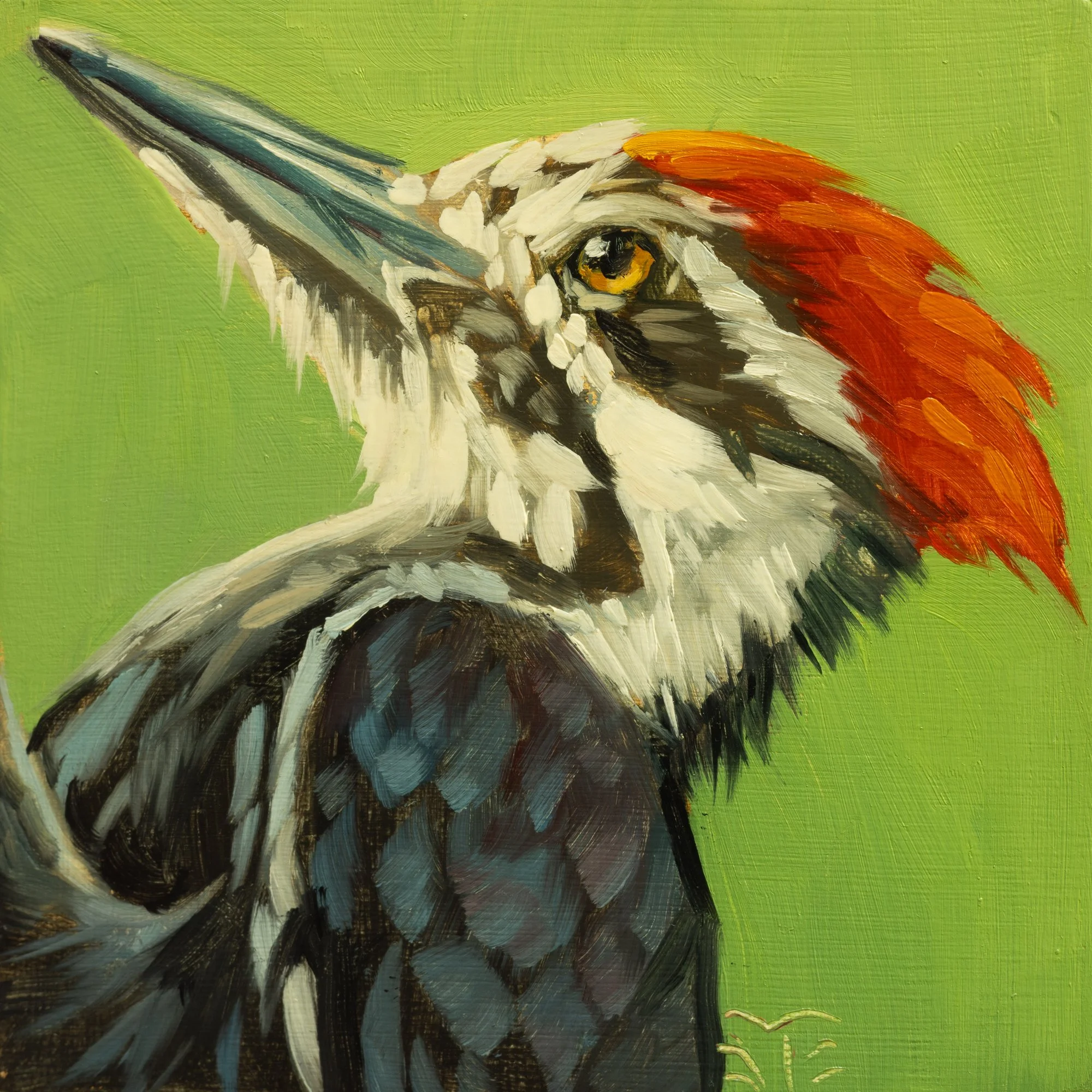 Pileated Woodpecker Portrait 3.jpg